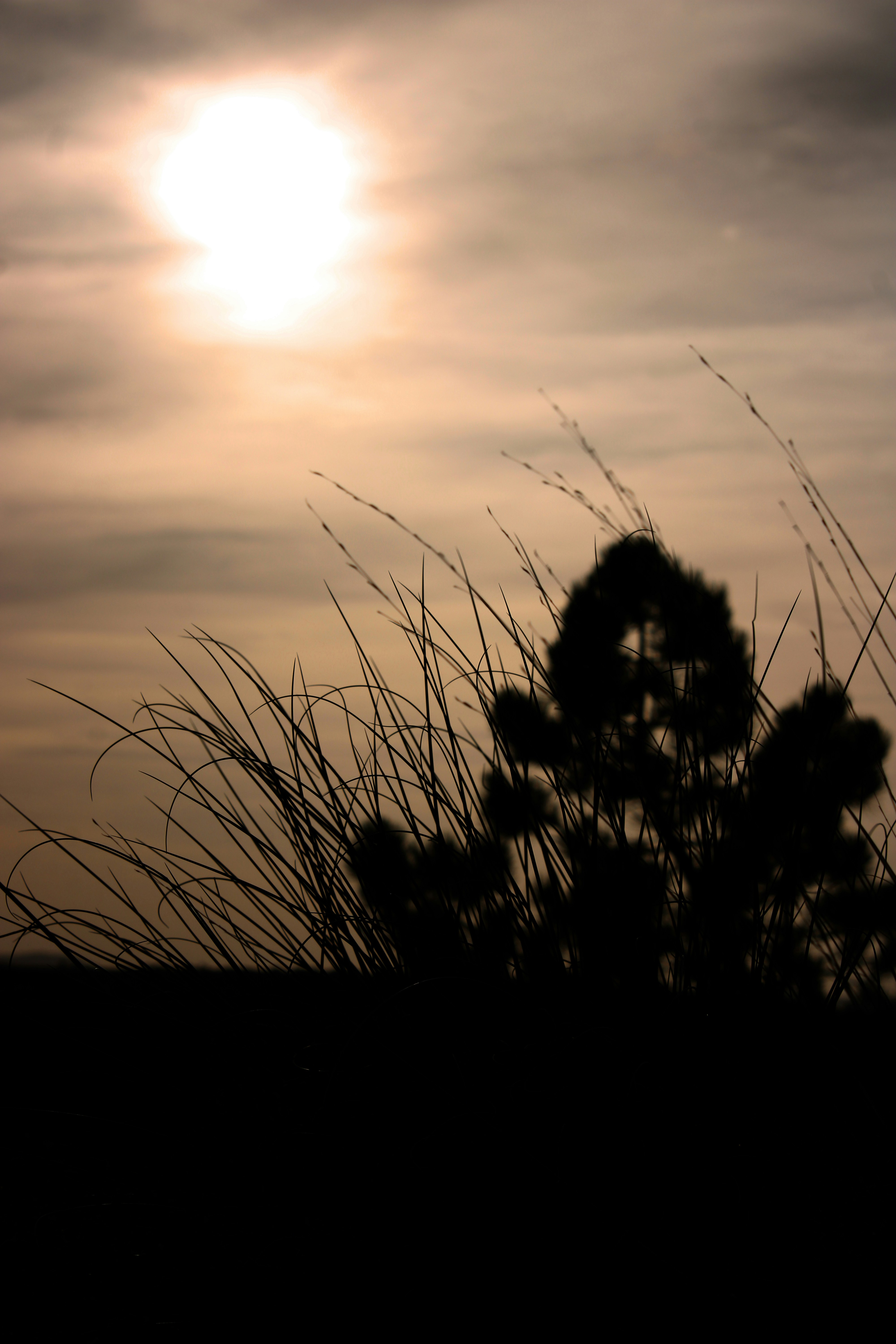 The sun is setting over a field with tall grass