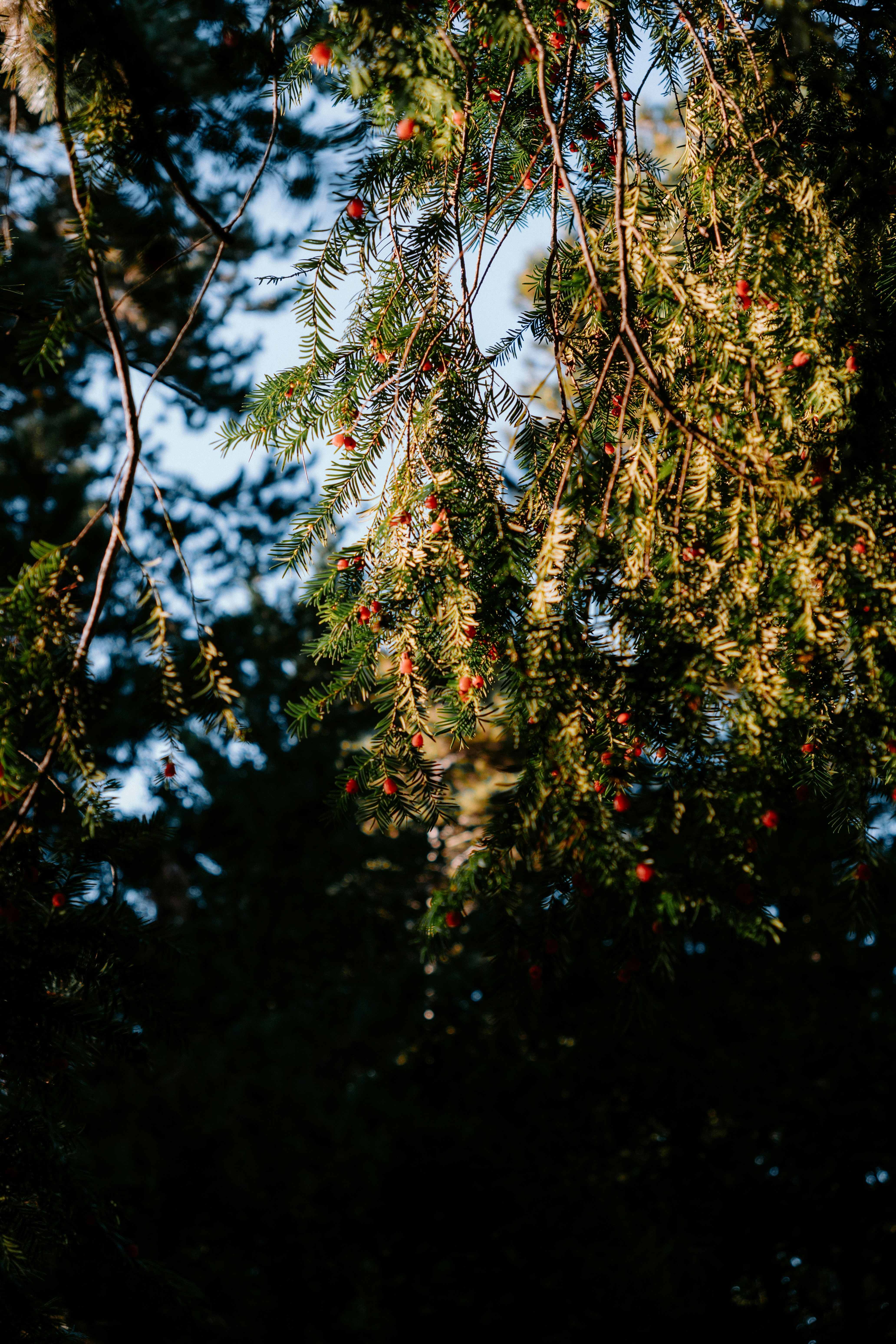 The branches of a tree with berries on them