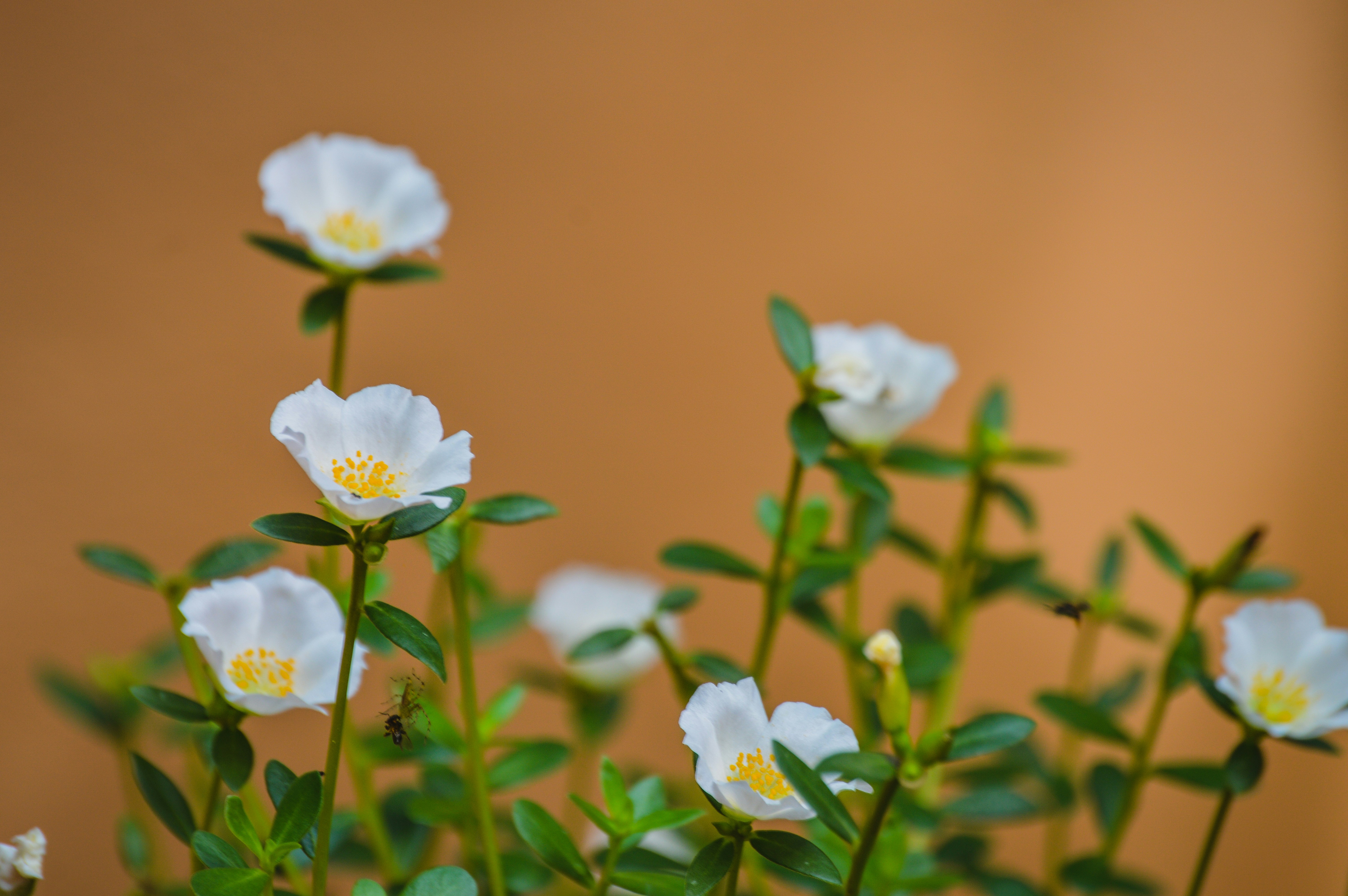 Photo by jithinvijayamohanan