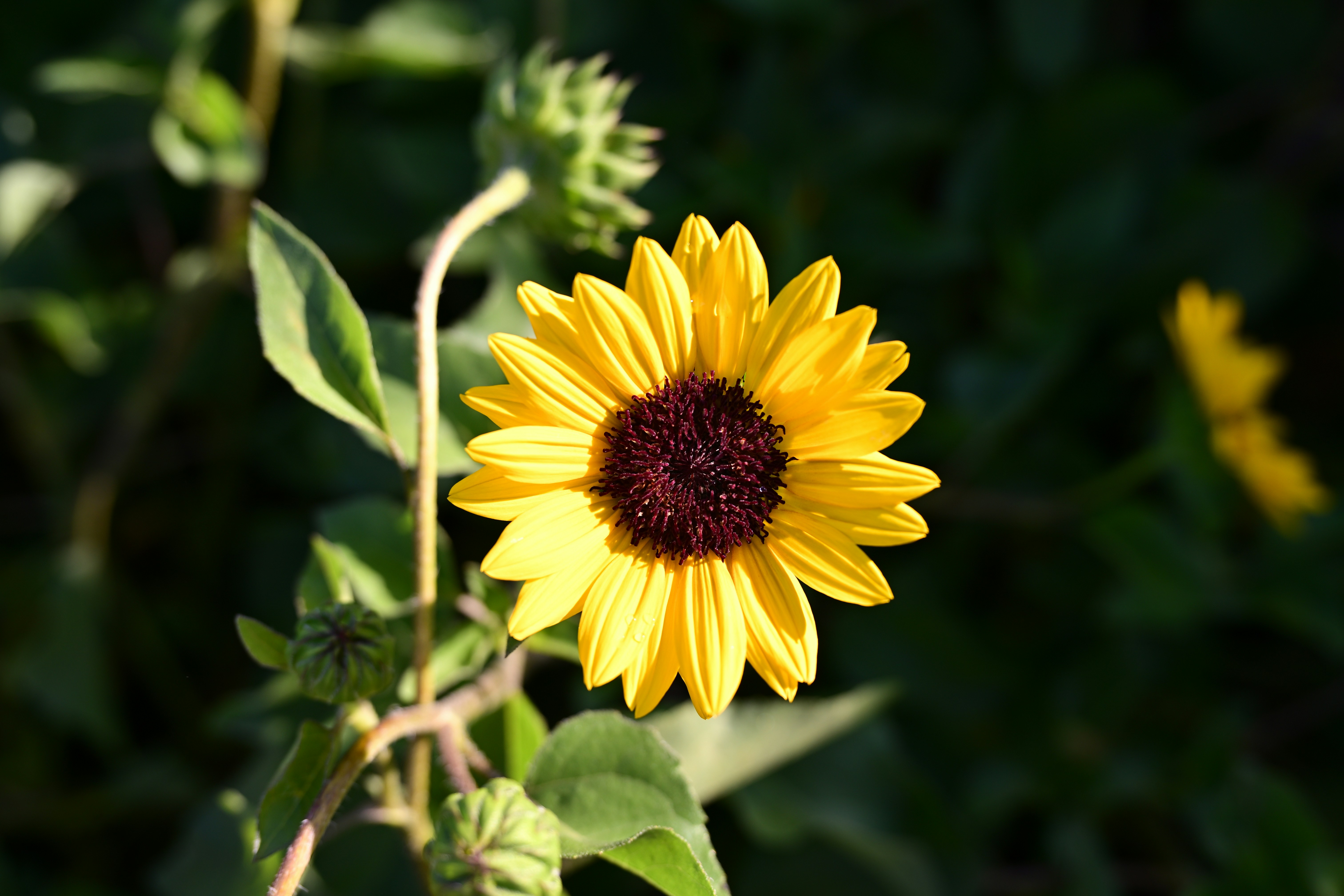 Photo by seanwuphoto