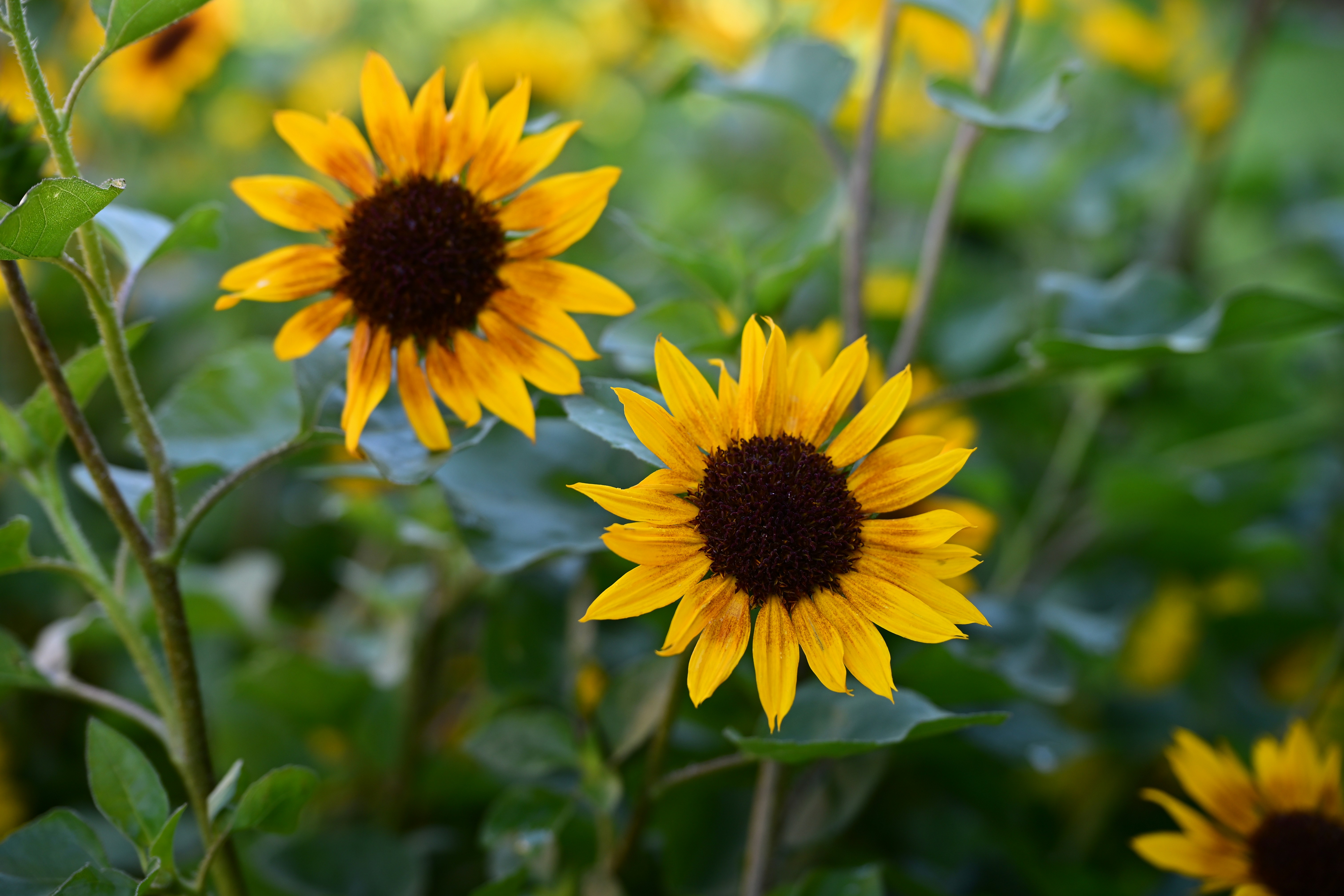 Photo by seanwuphoto