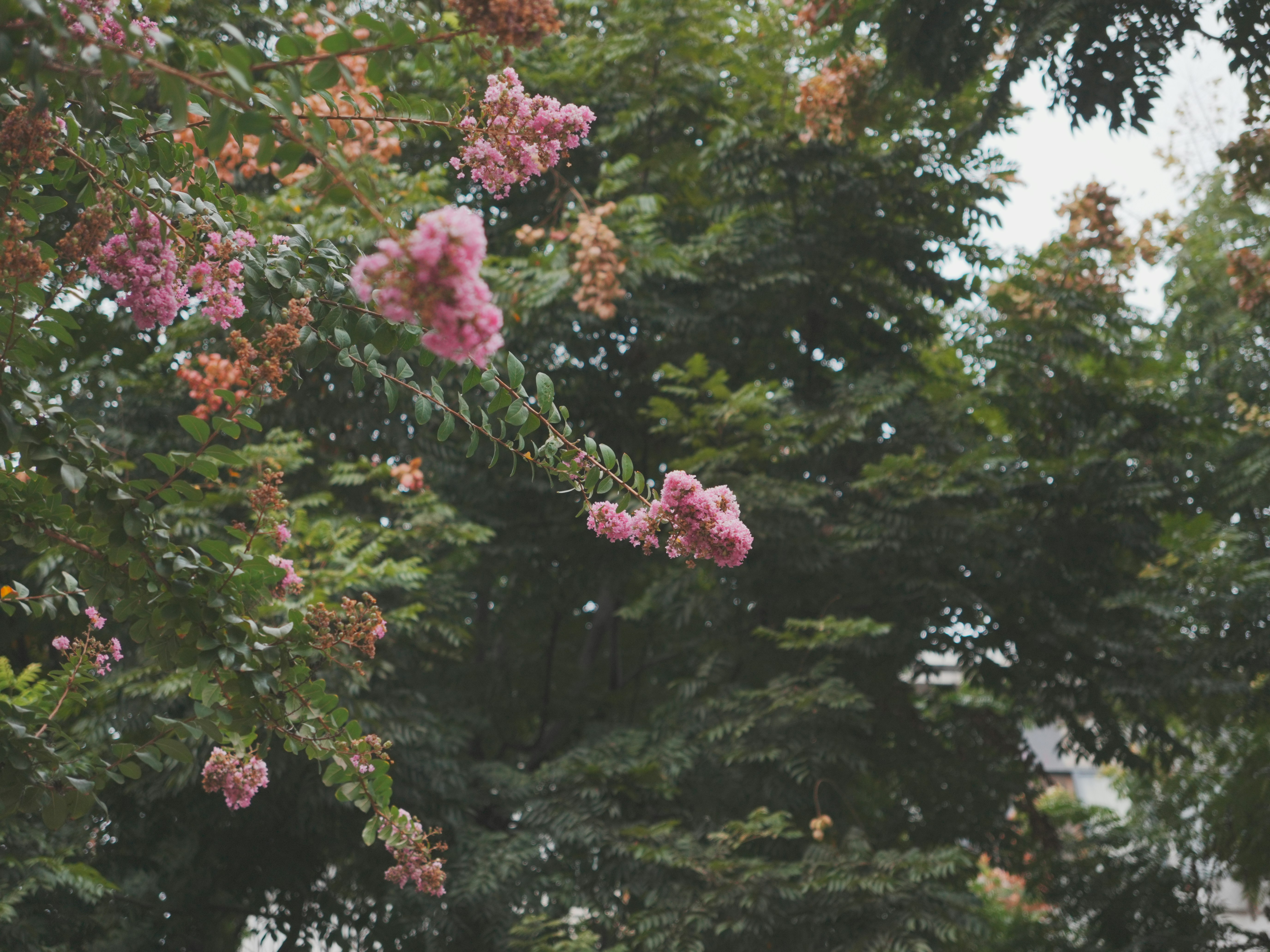 Photo by iancheng0323