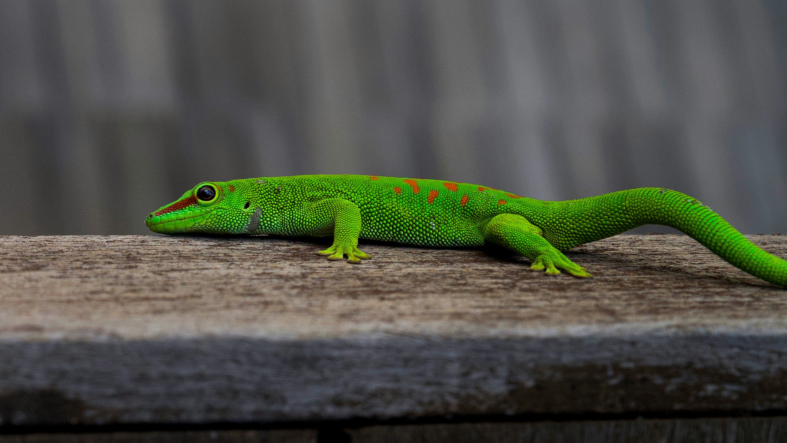 A green lizard sitting on top of a wooden table