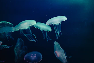 A group of jellyfish swimming in the ocean