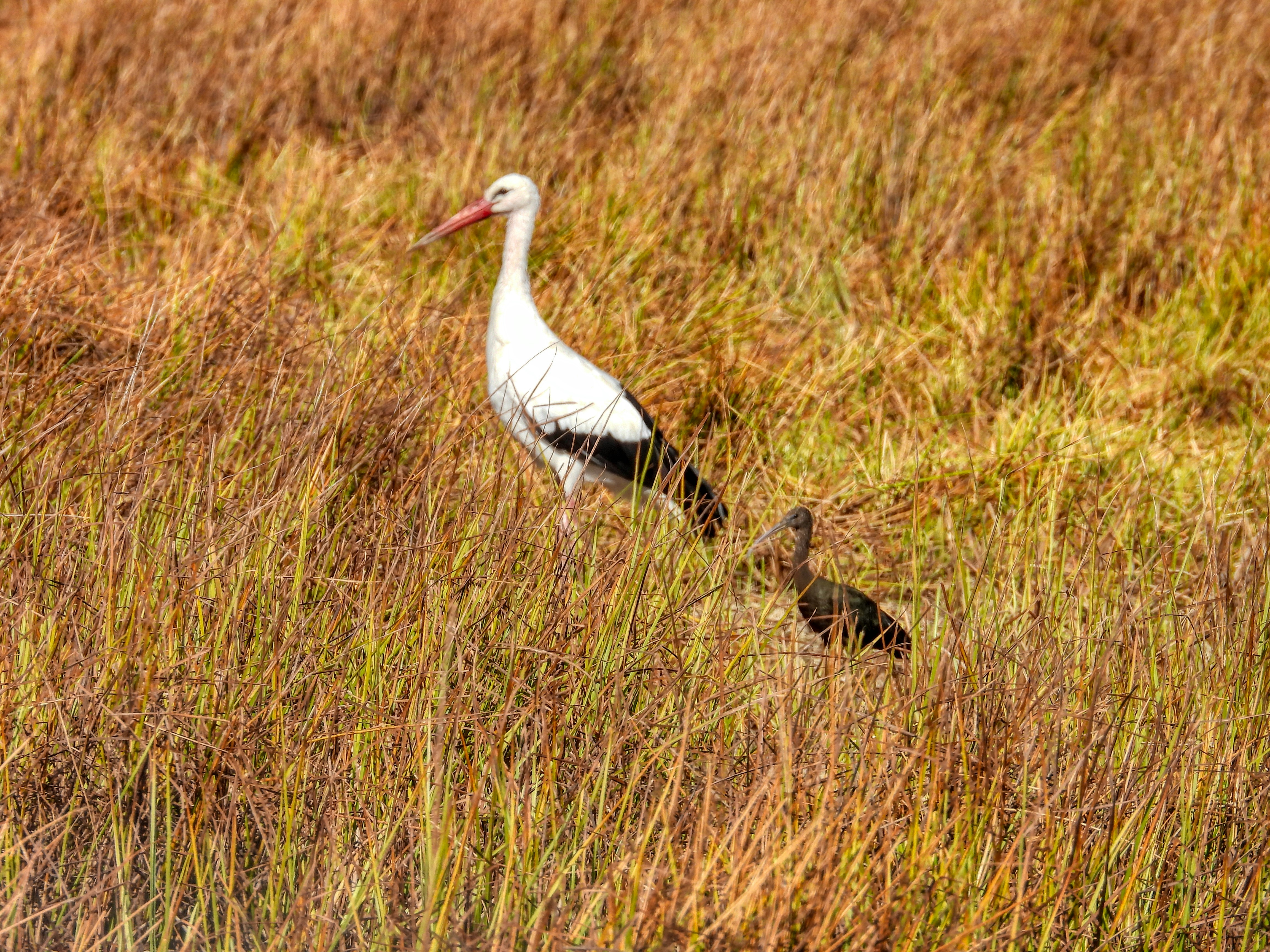 Photo by aliarjmandi