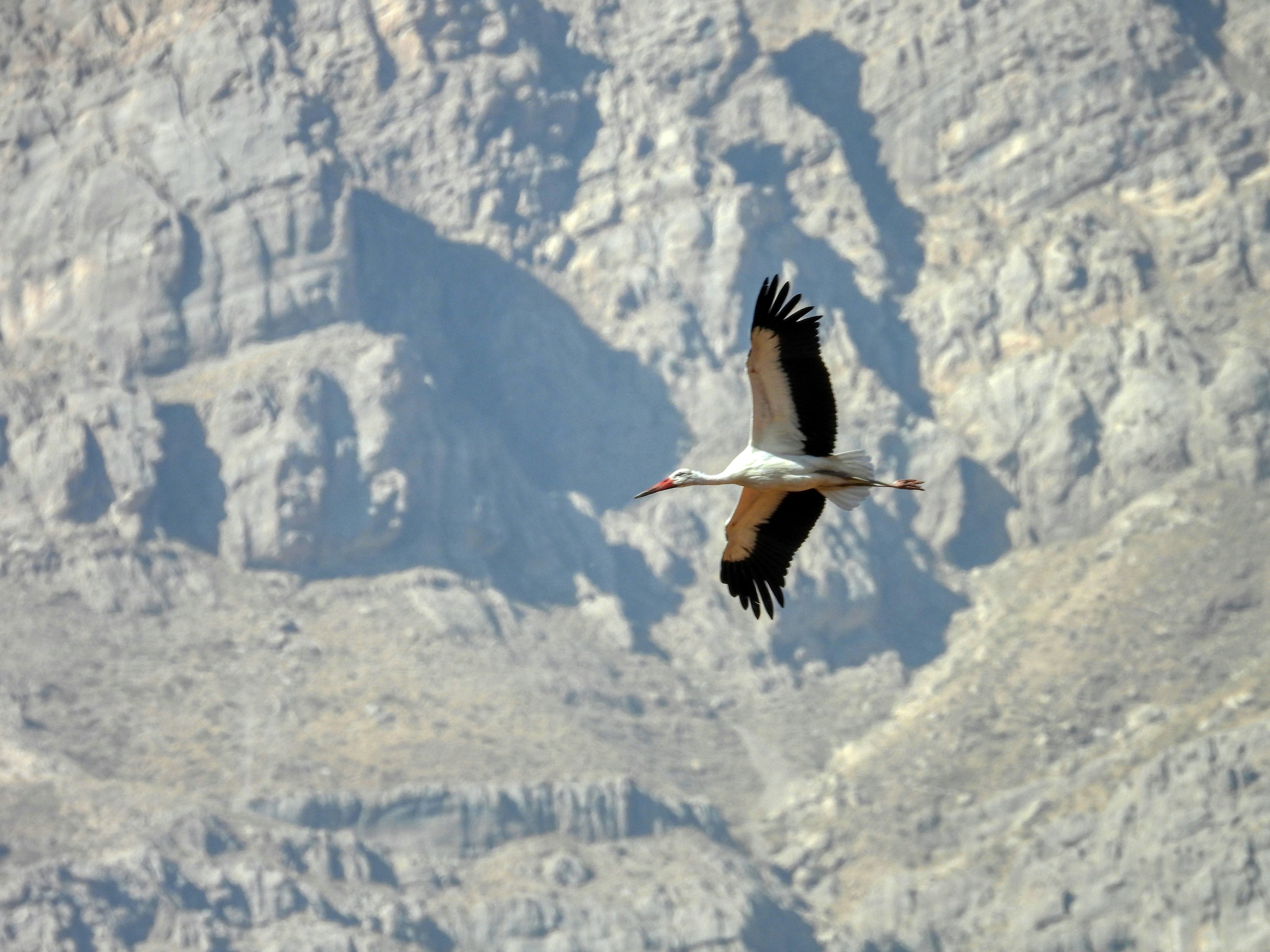 Photo by aliarjmandi