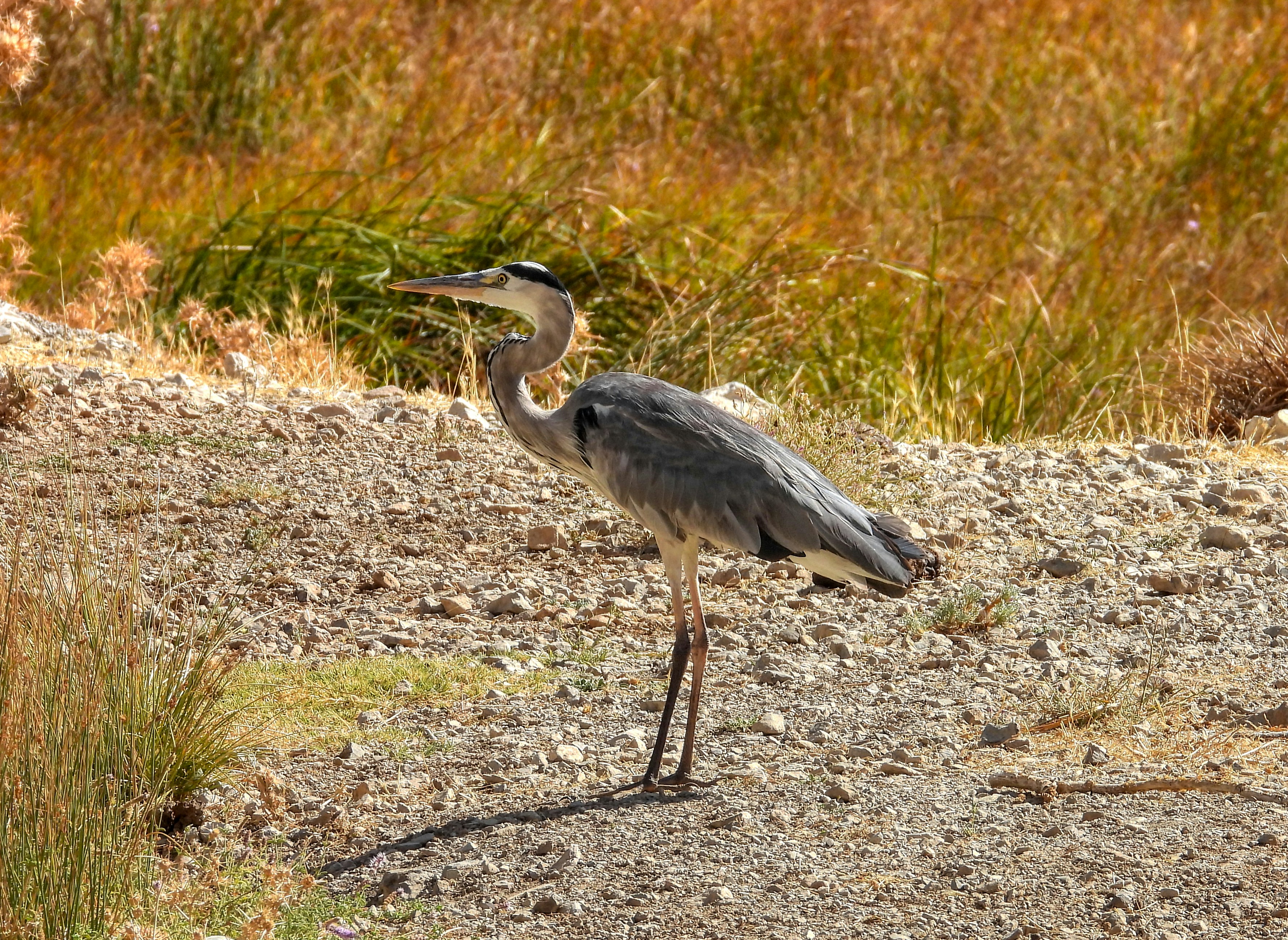 Photo by aliarjmandi