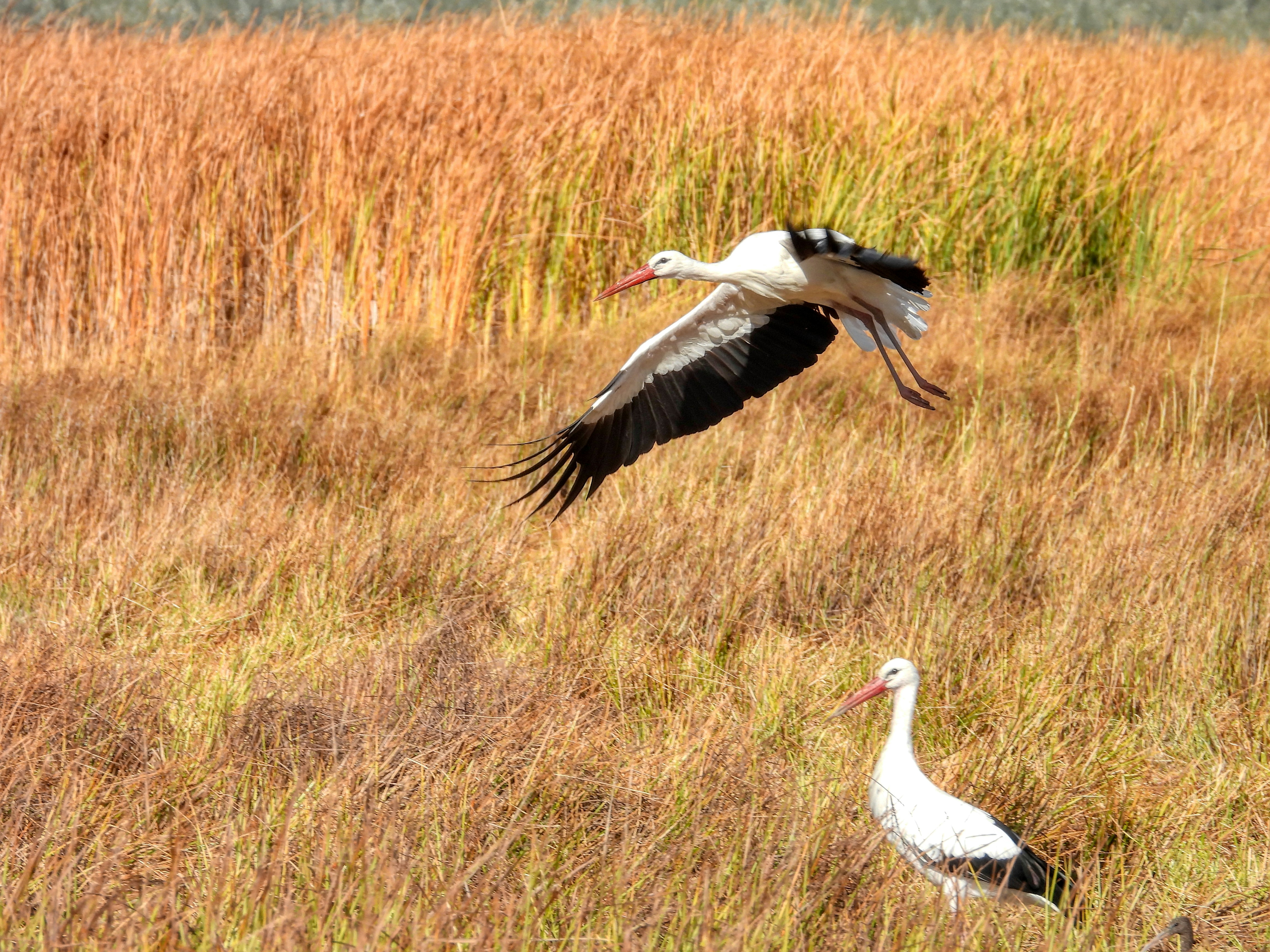 Photo by aliarjmandi