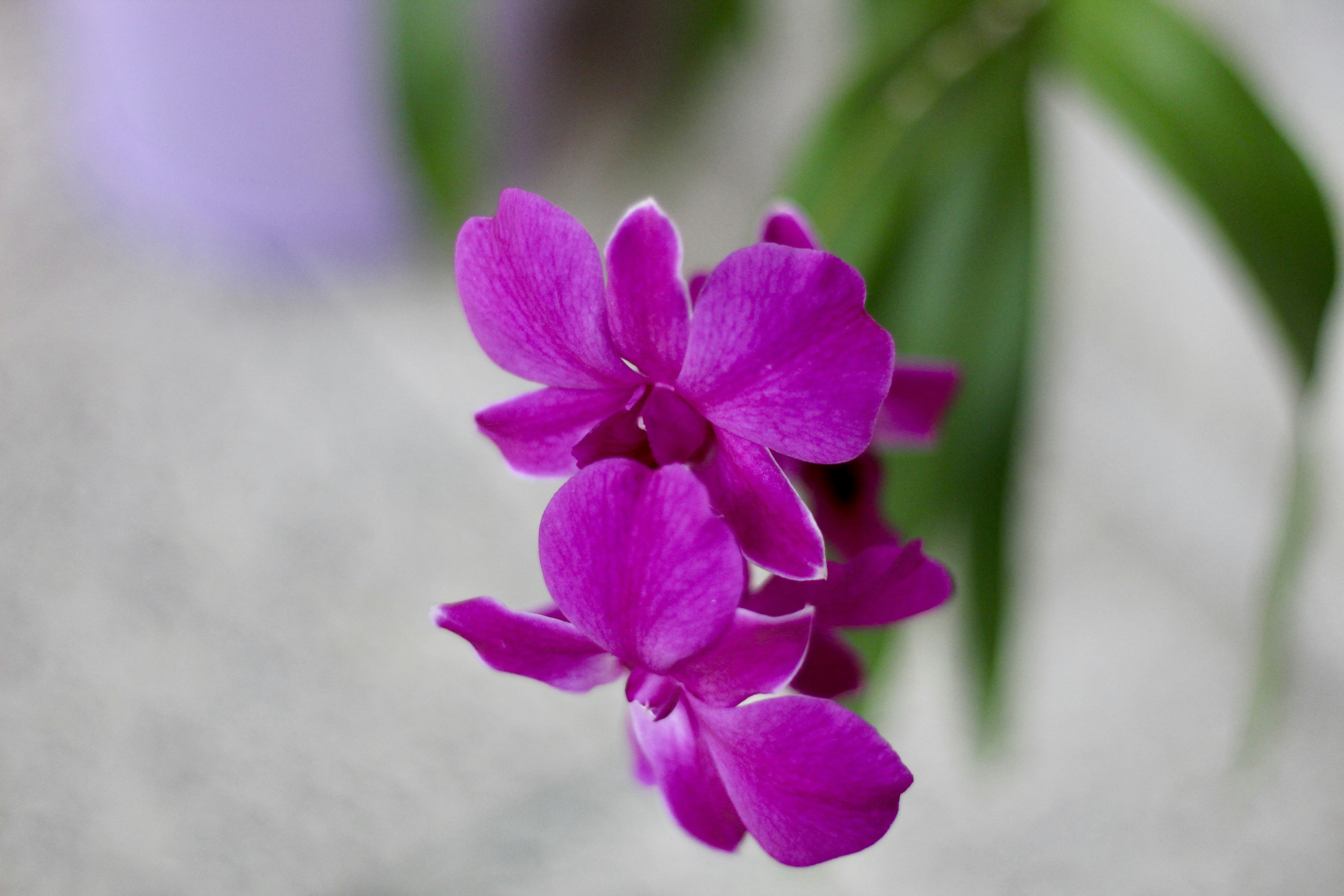 A close up of a purple flower on a table