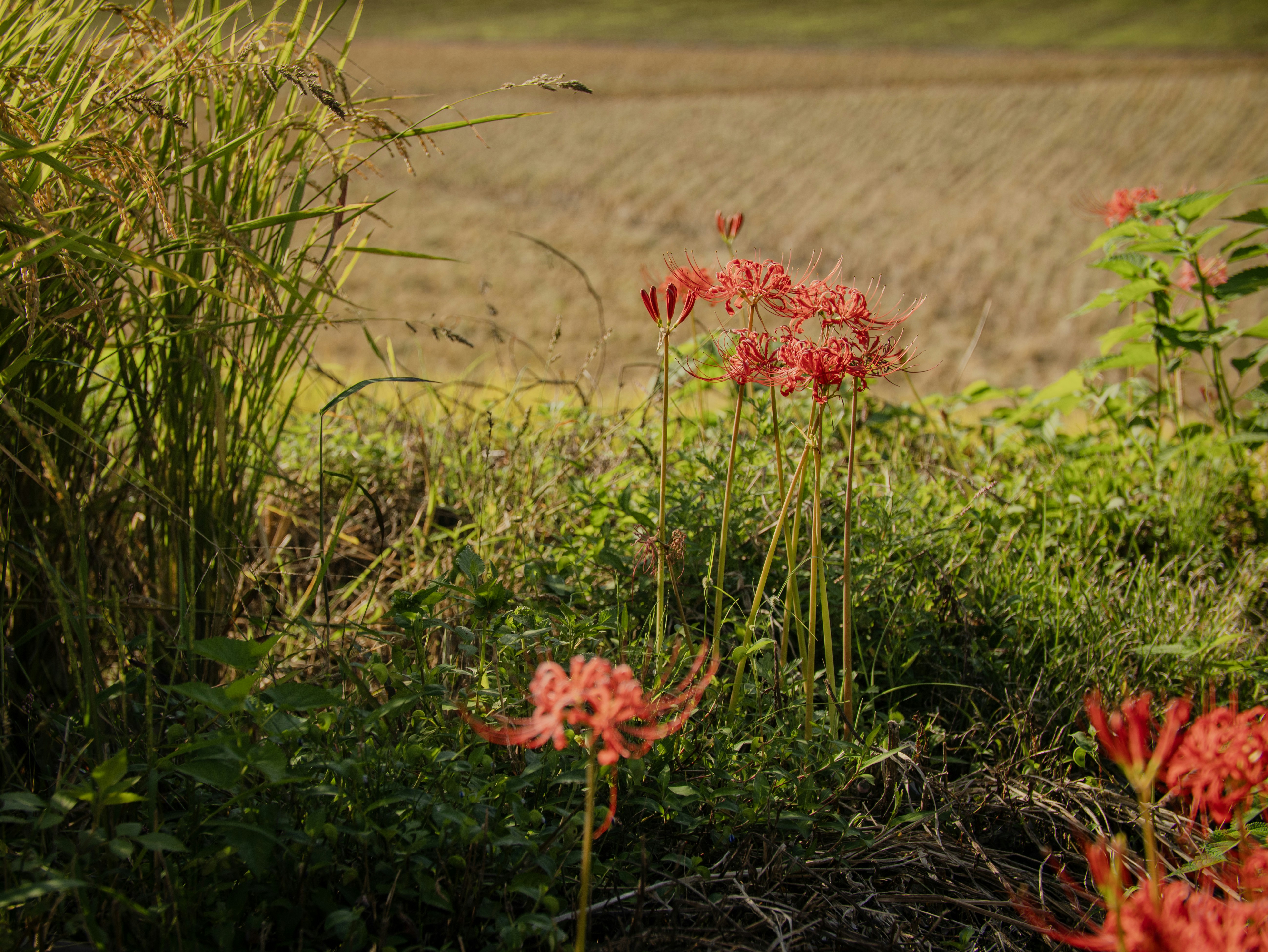 A field with red flowers in the foreground and a plowed field in the
