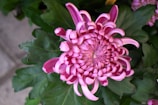 A close up of a pink flower with green leaves