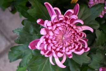 A close up of a pink flower with green leaves