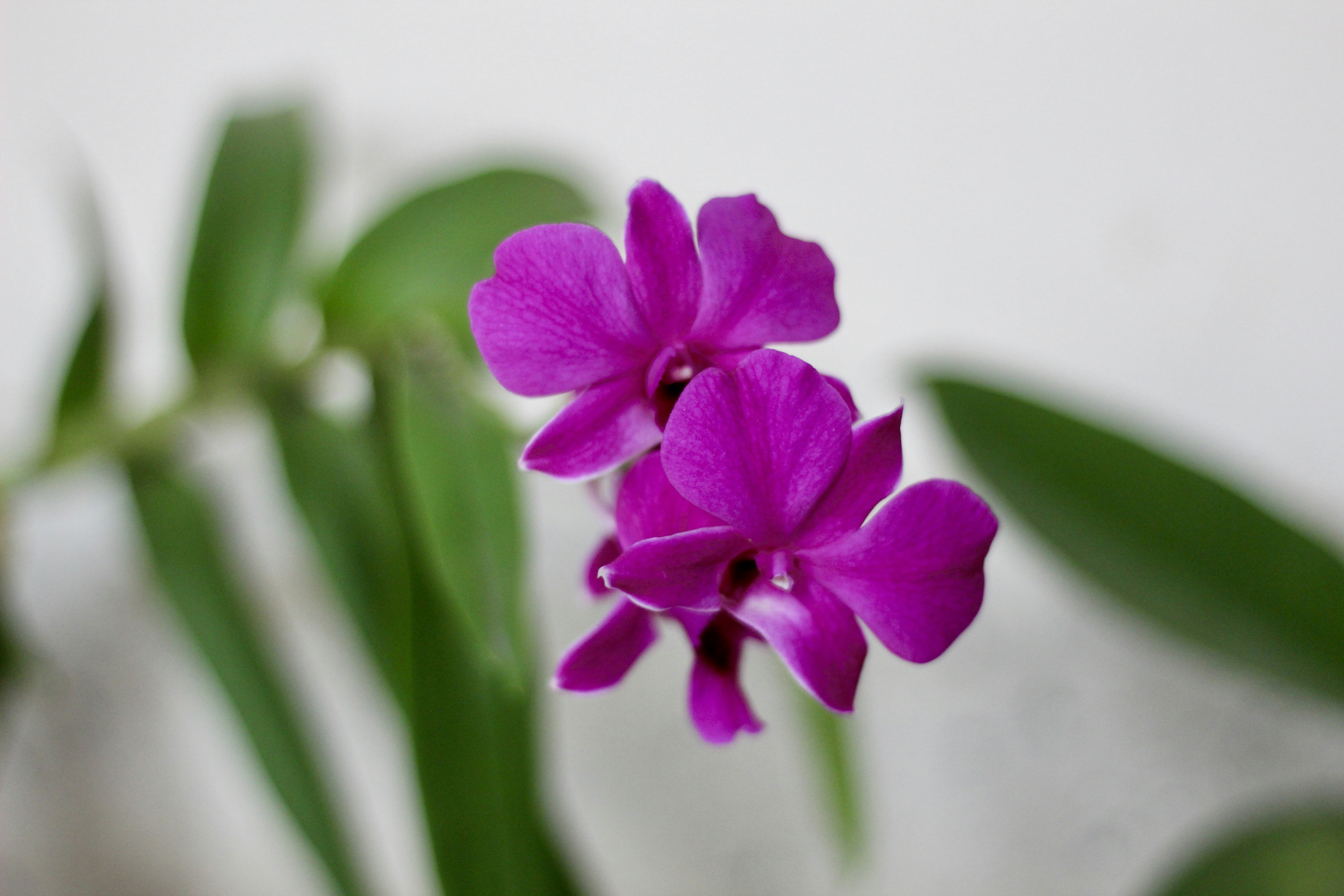 Photo by toushifalam