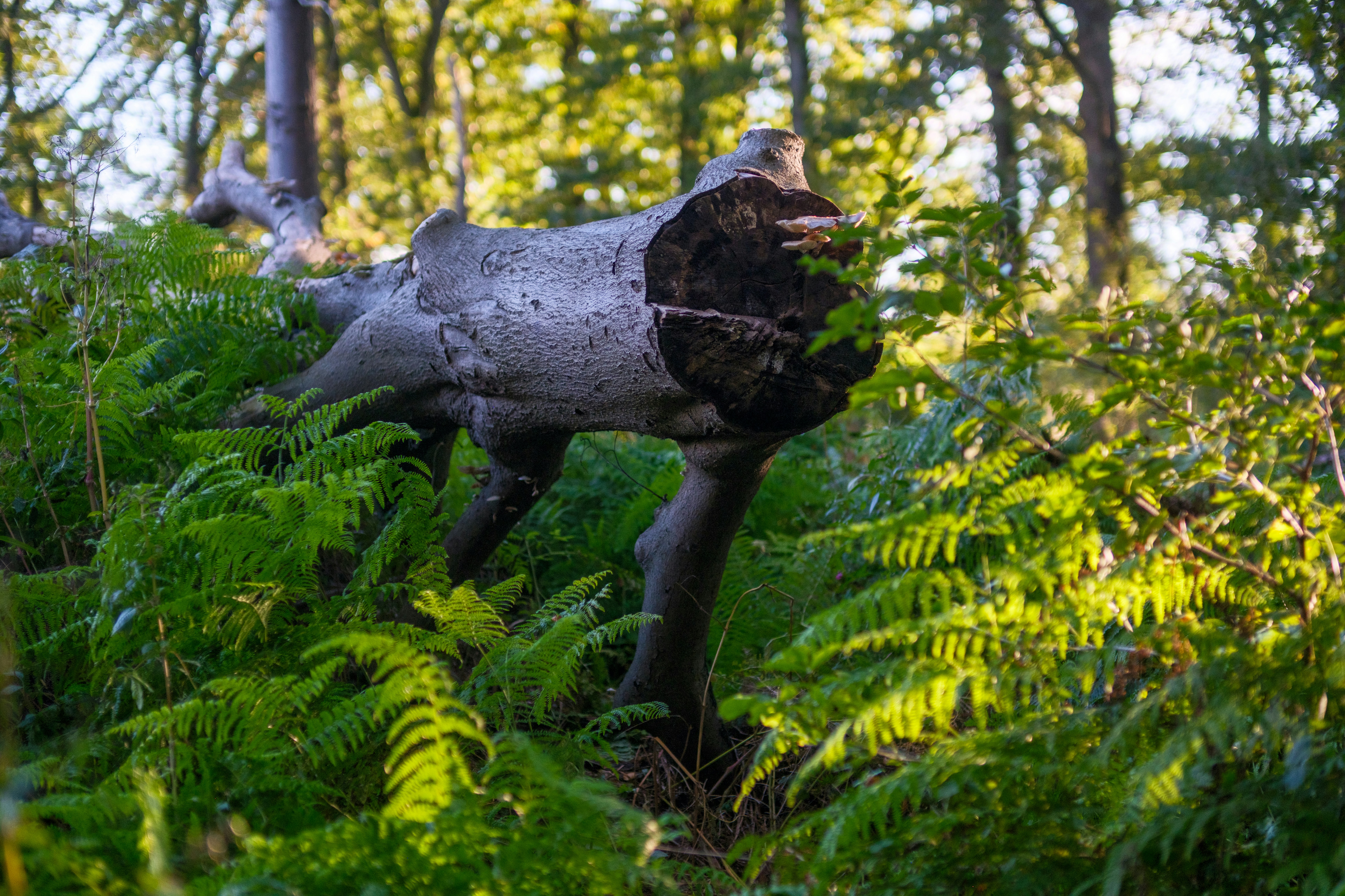 A statue of a dog in the middle of a forest