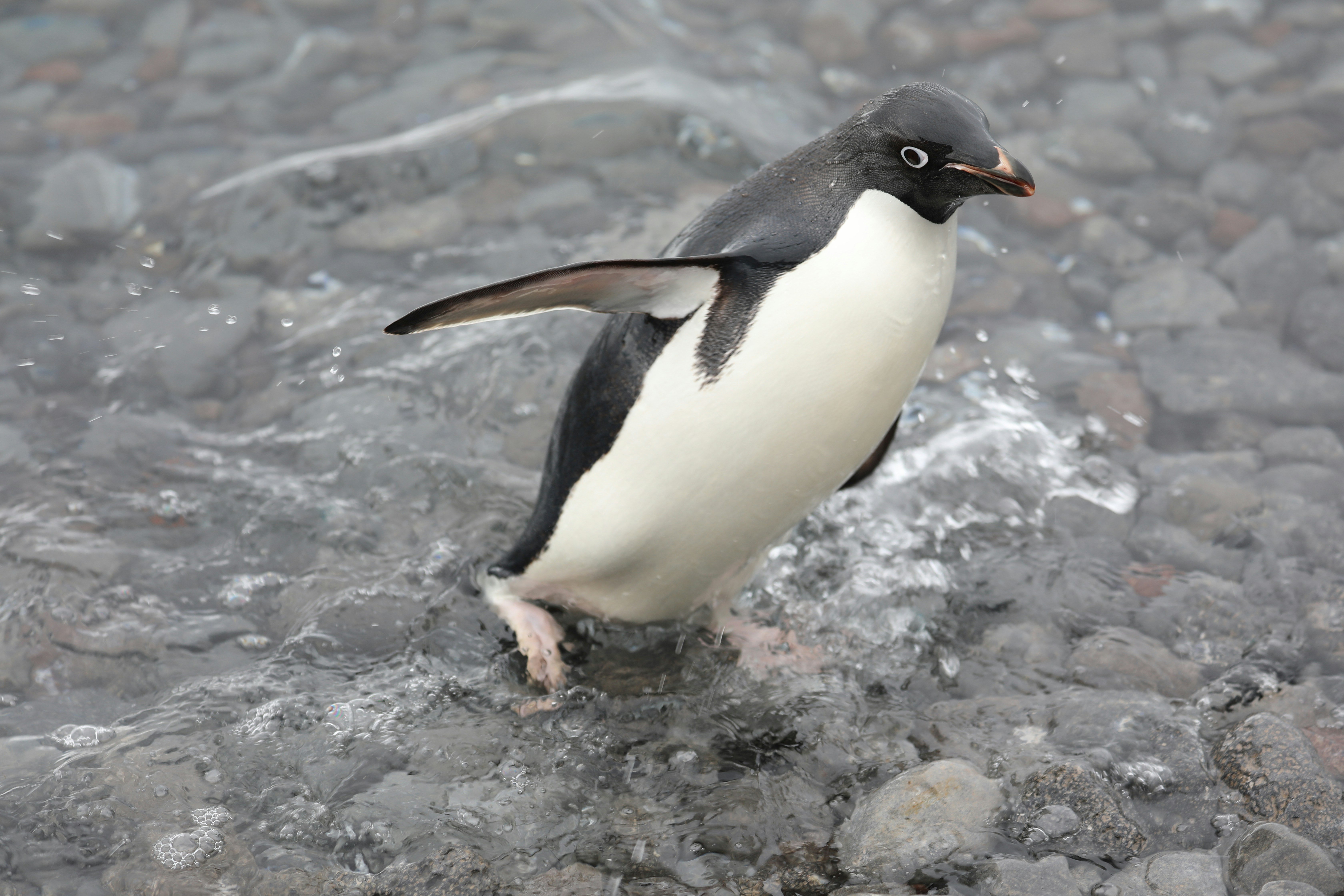 Pebble Theft - The Dark Side of Penguin Romance (image credits: unsplash)