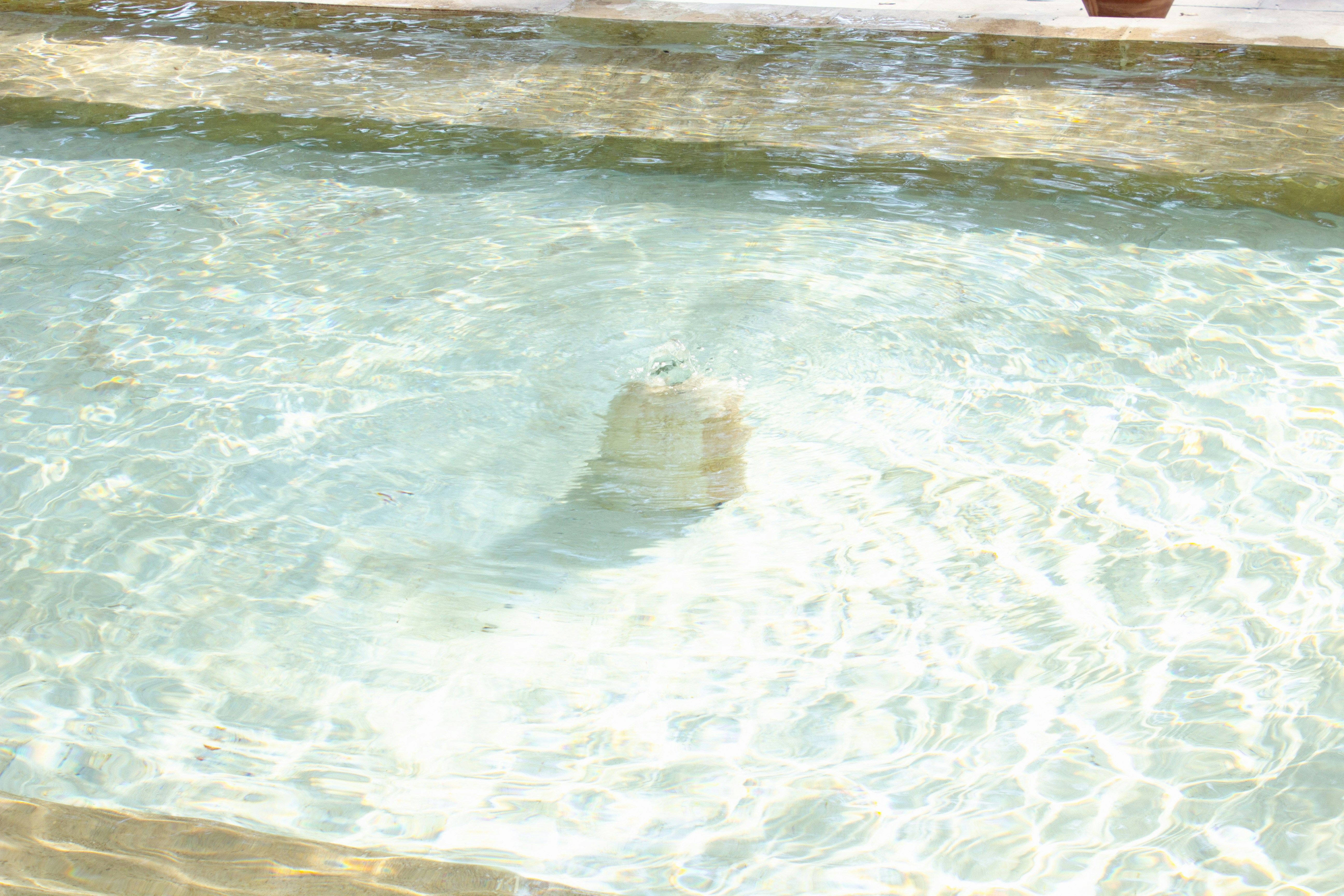 A dog is swimming in a pool of water