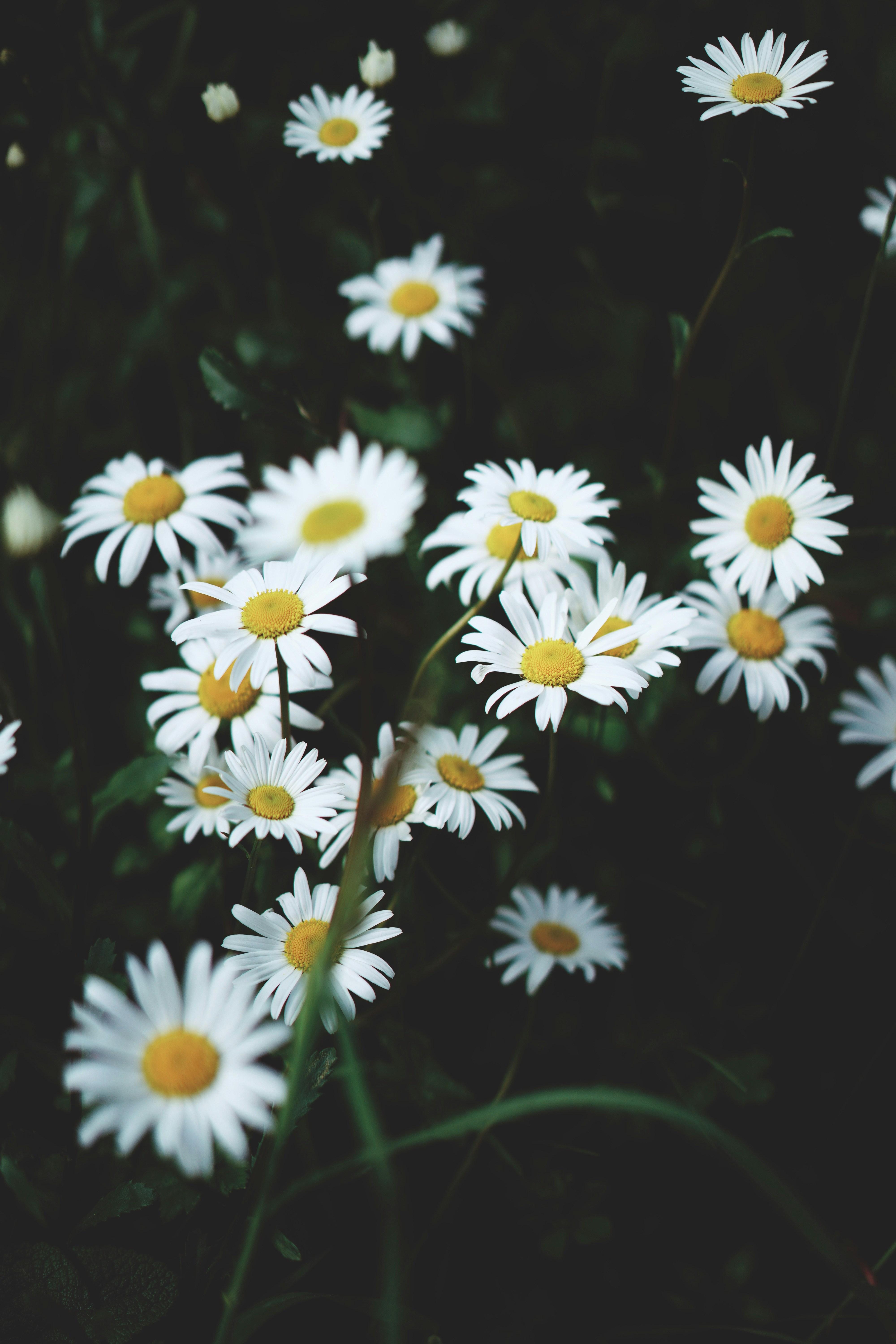 A bunch of white daisies in a field