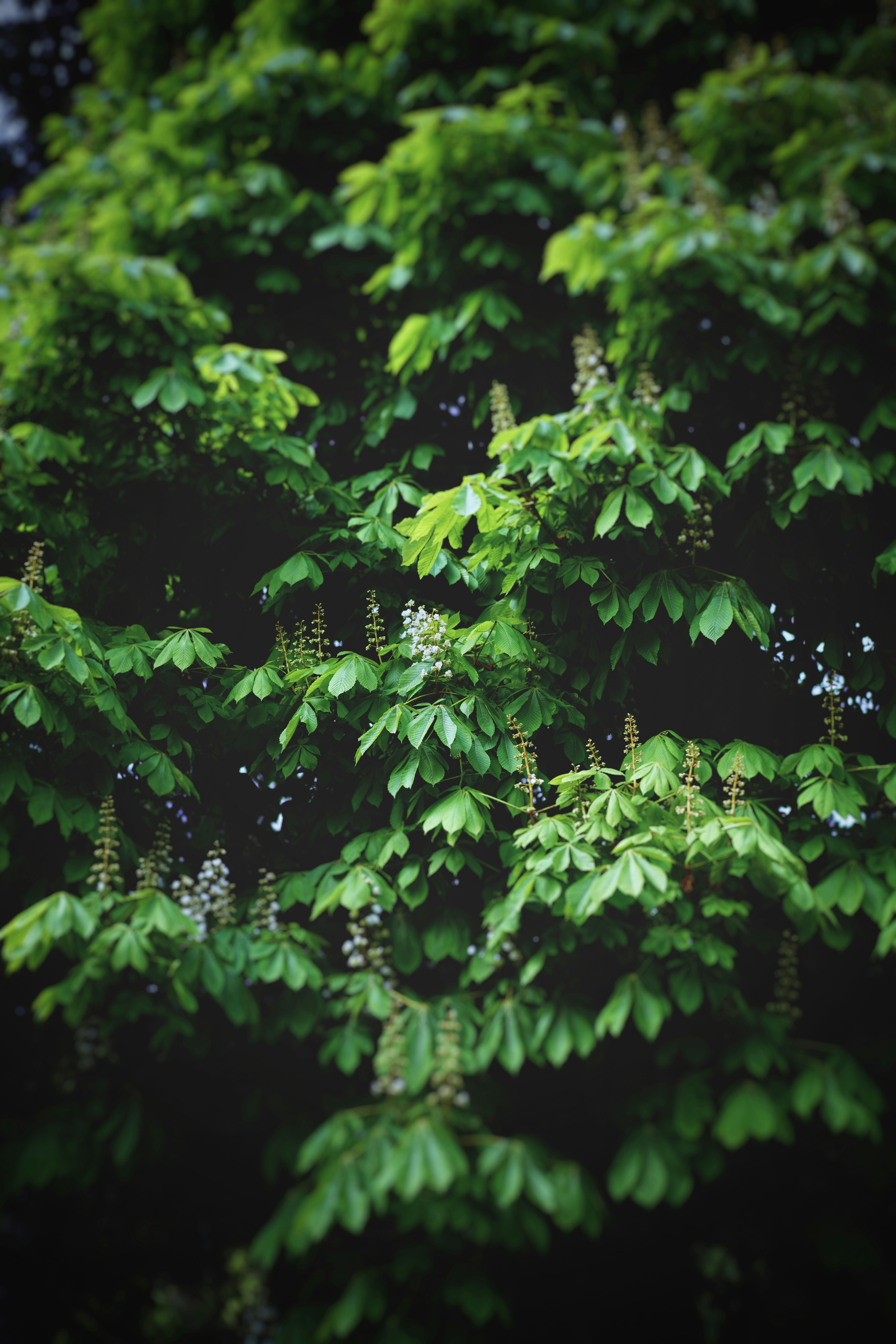 A close up of a tree with lots of green leaves
