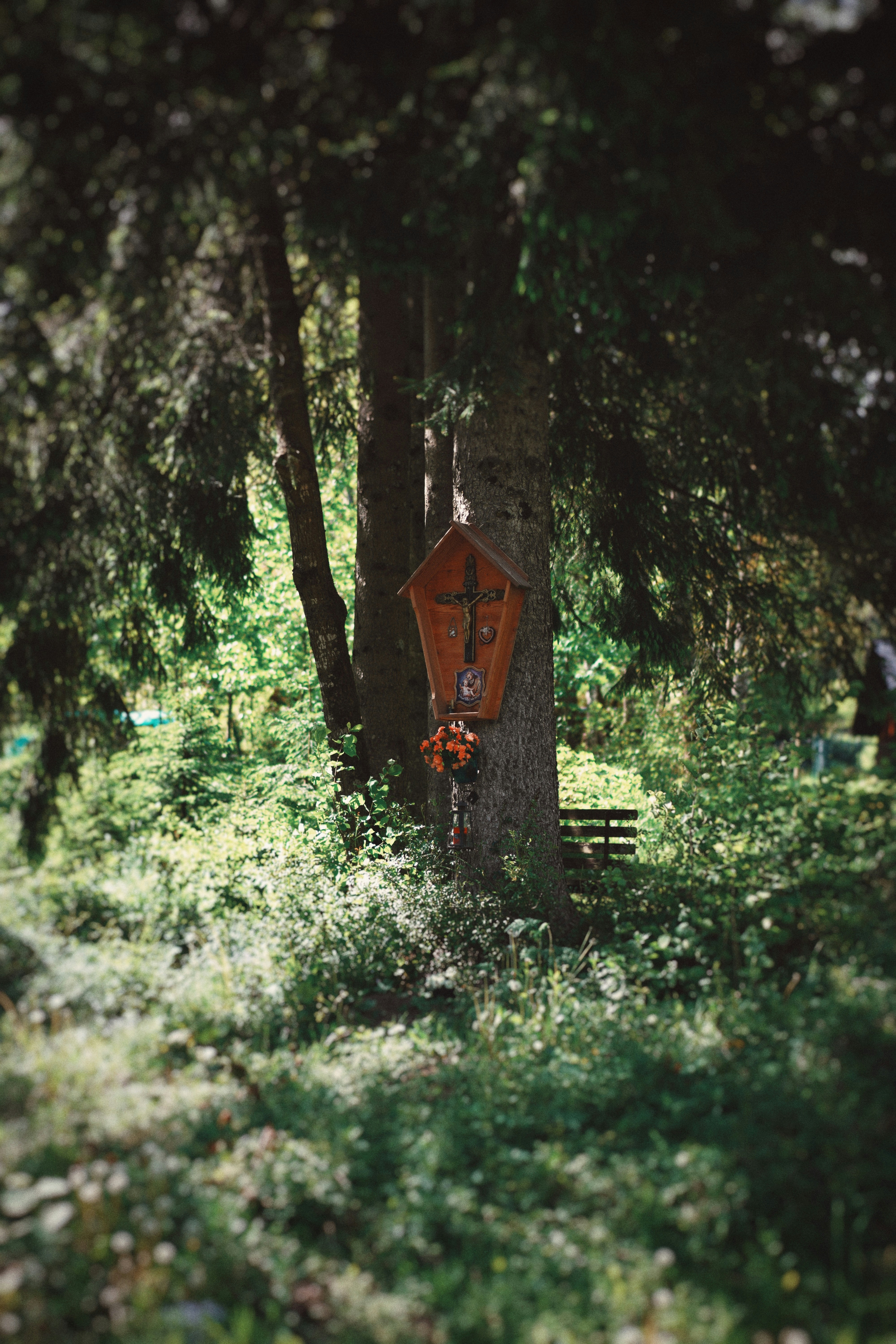A tree with a sign on it in the middle of a forest