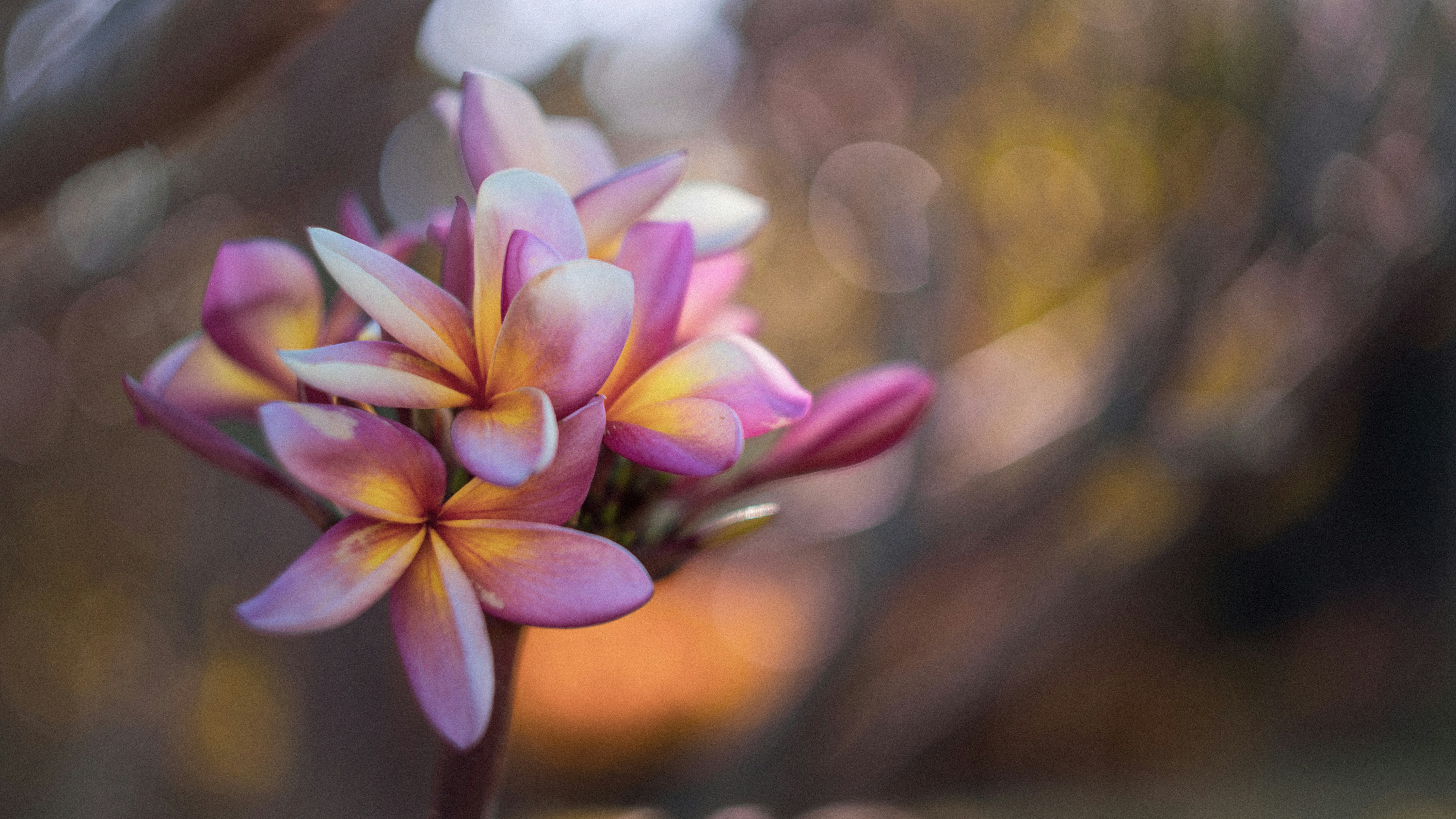 A pink flower with yellow tips in a blurry background