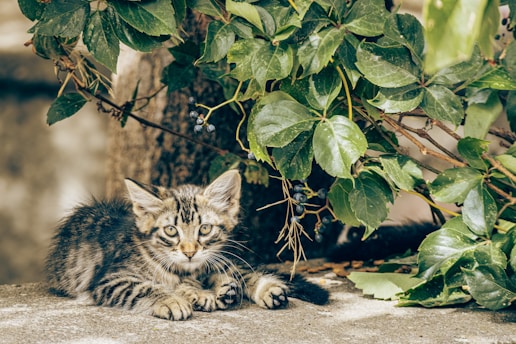 A small kitten laying on the ground next to a bush