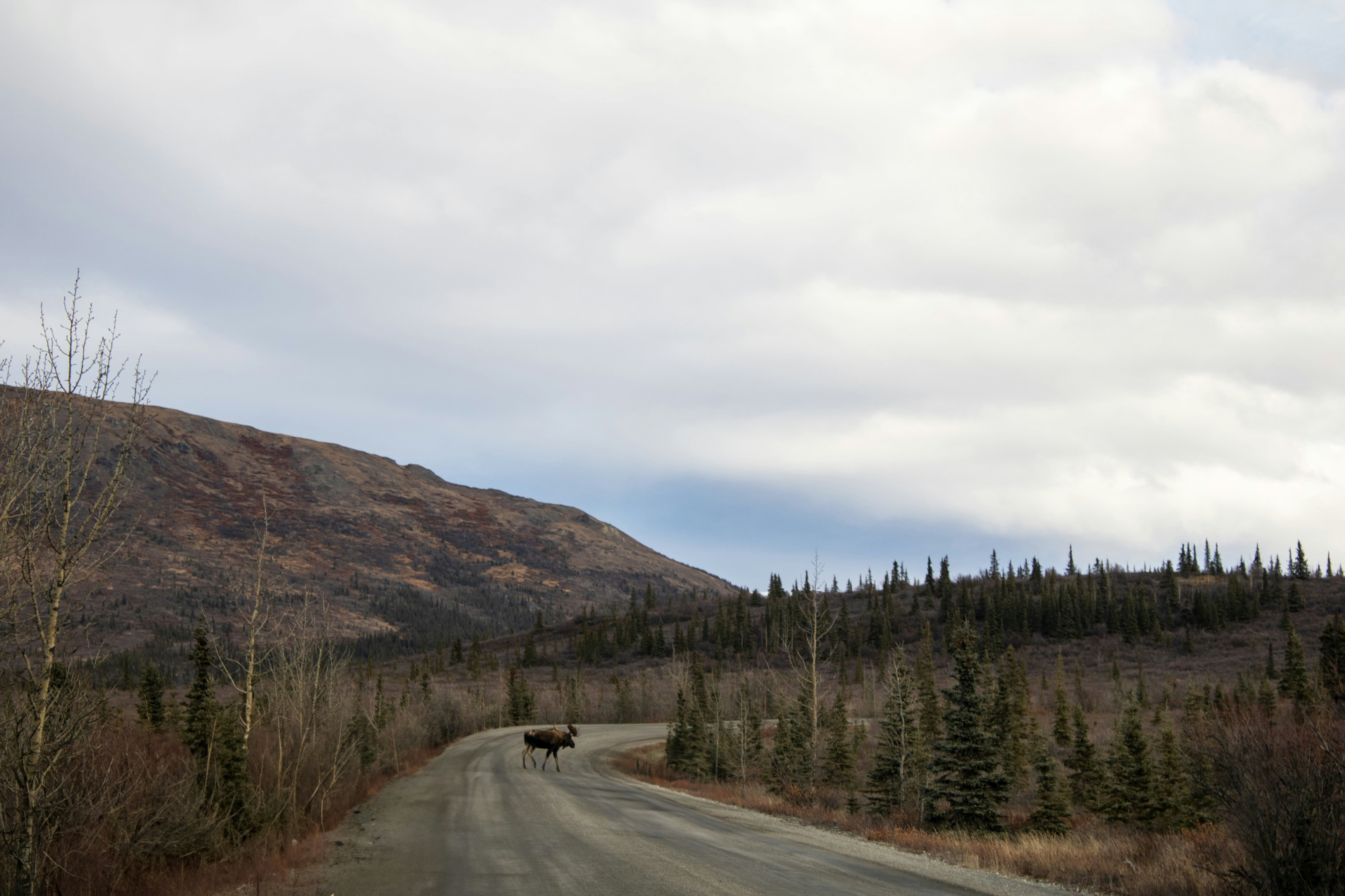A road in the middle of a forest with a mountain in the background