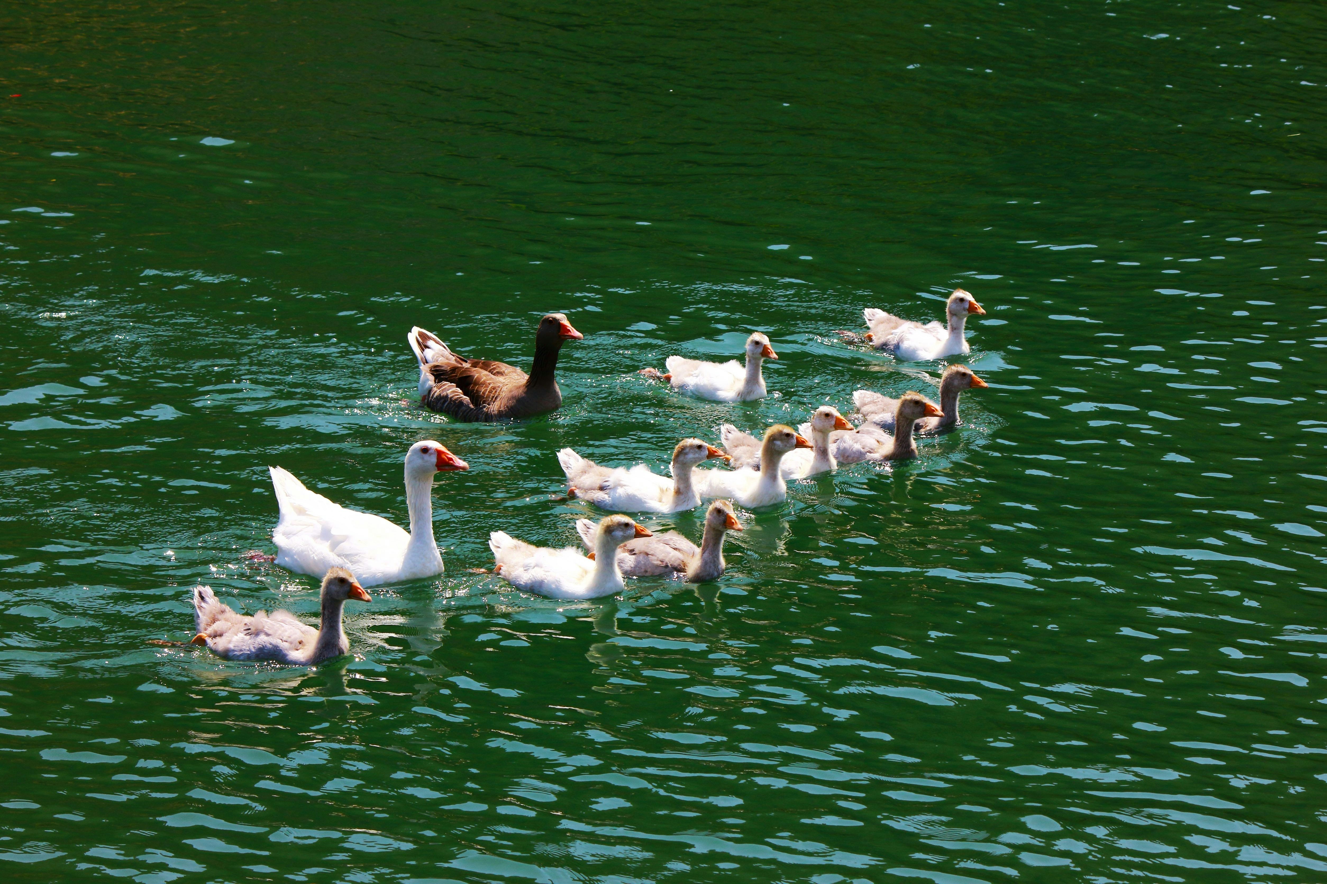 Photo by cengizozarpat