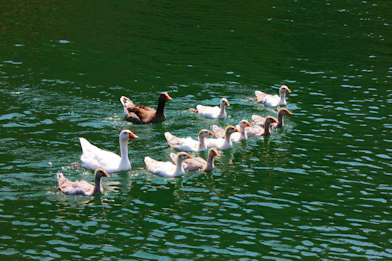 A flock of ducks floating on top of a lake