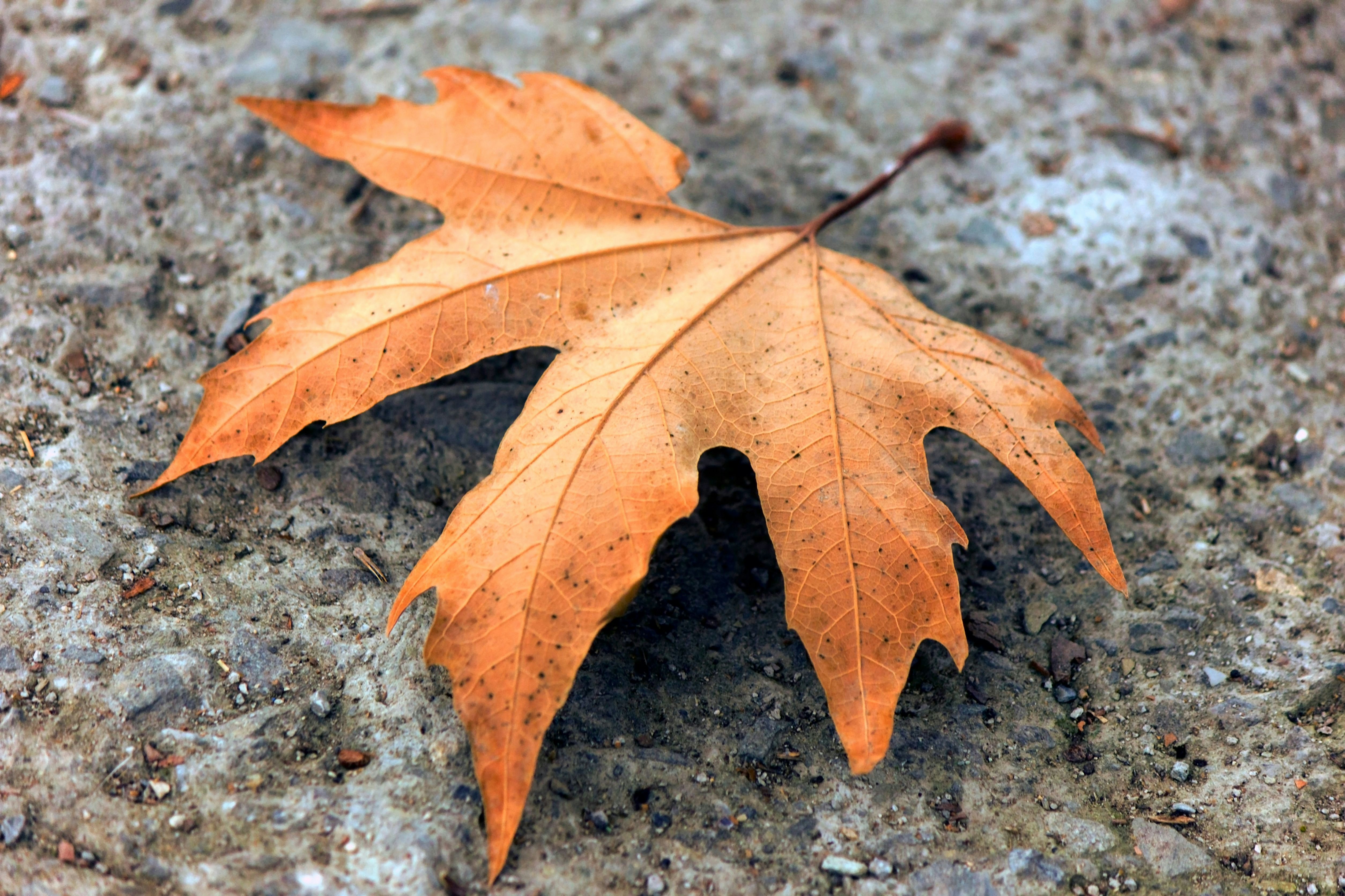 Photo by cengizozarpat