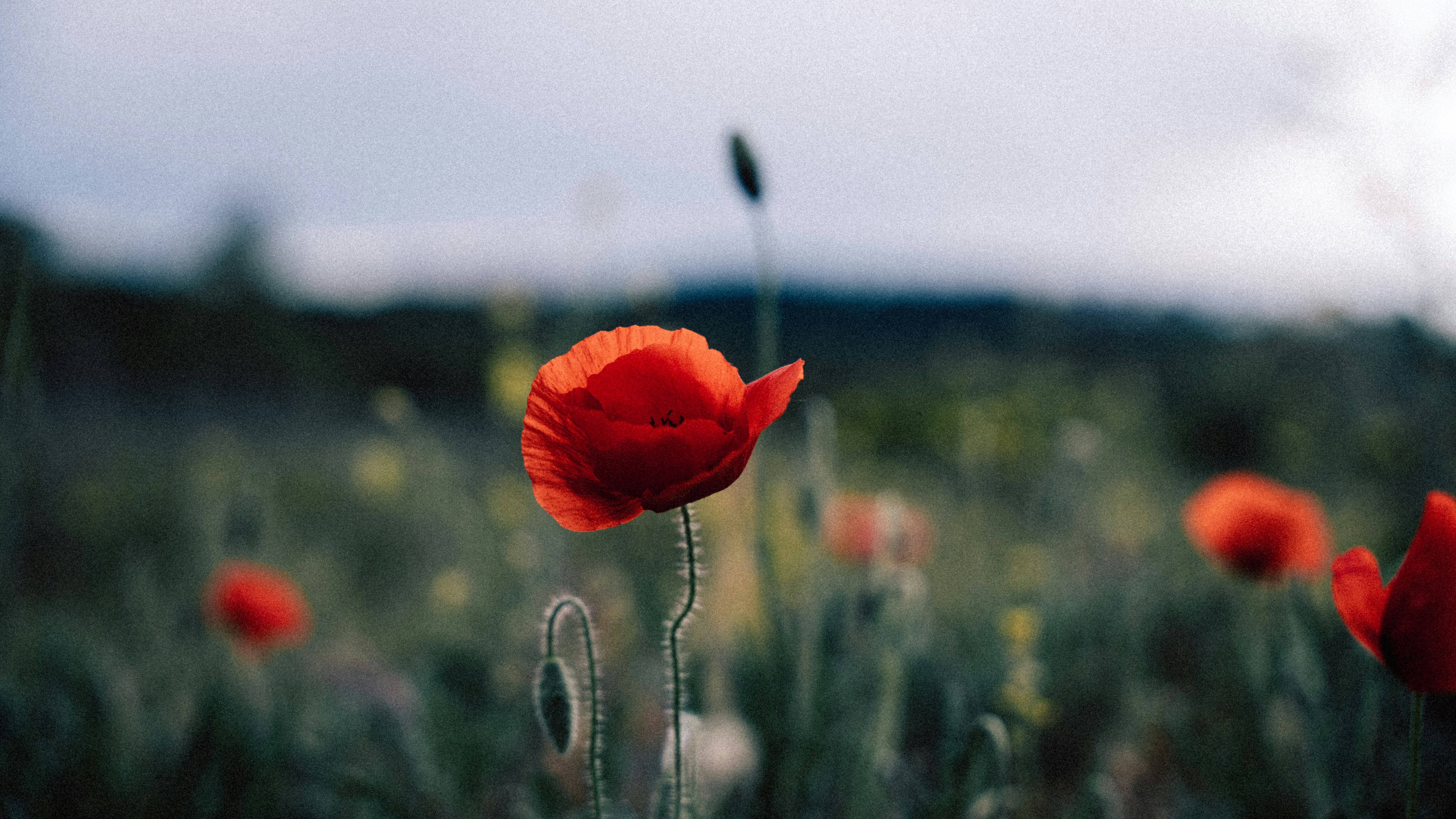 Photo by michielannaert