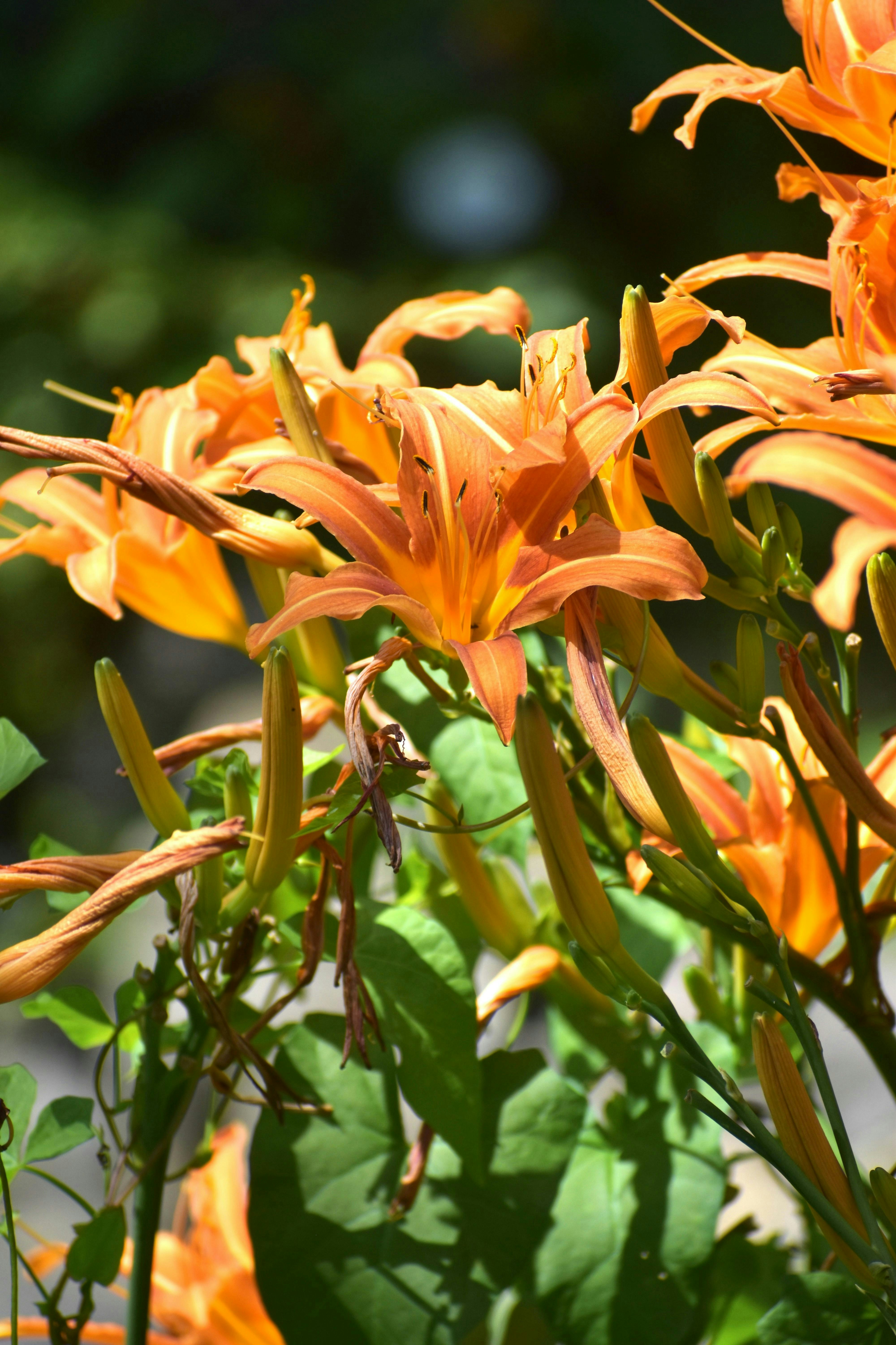 Photo by danielelarosa