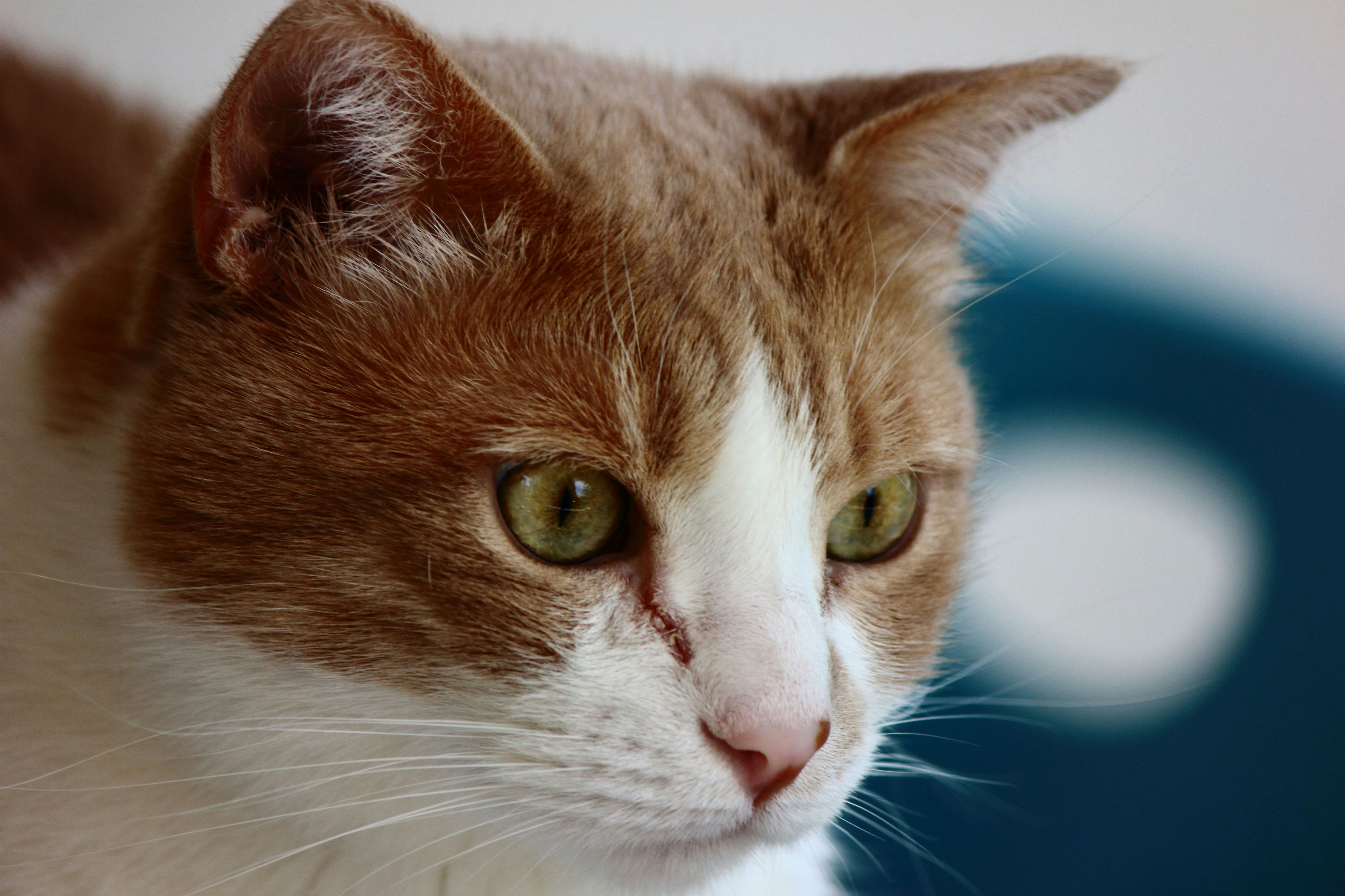 Photo by cengizozarpat