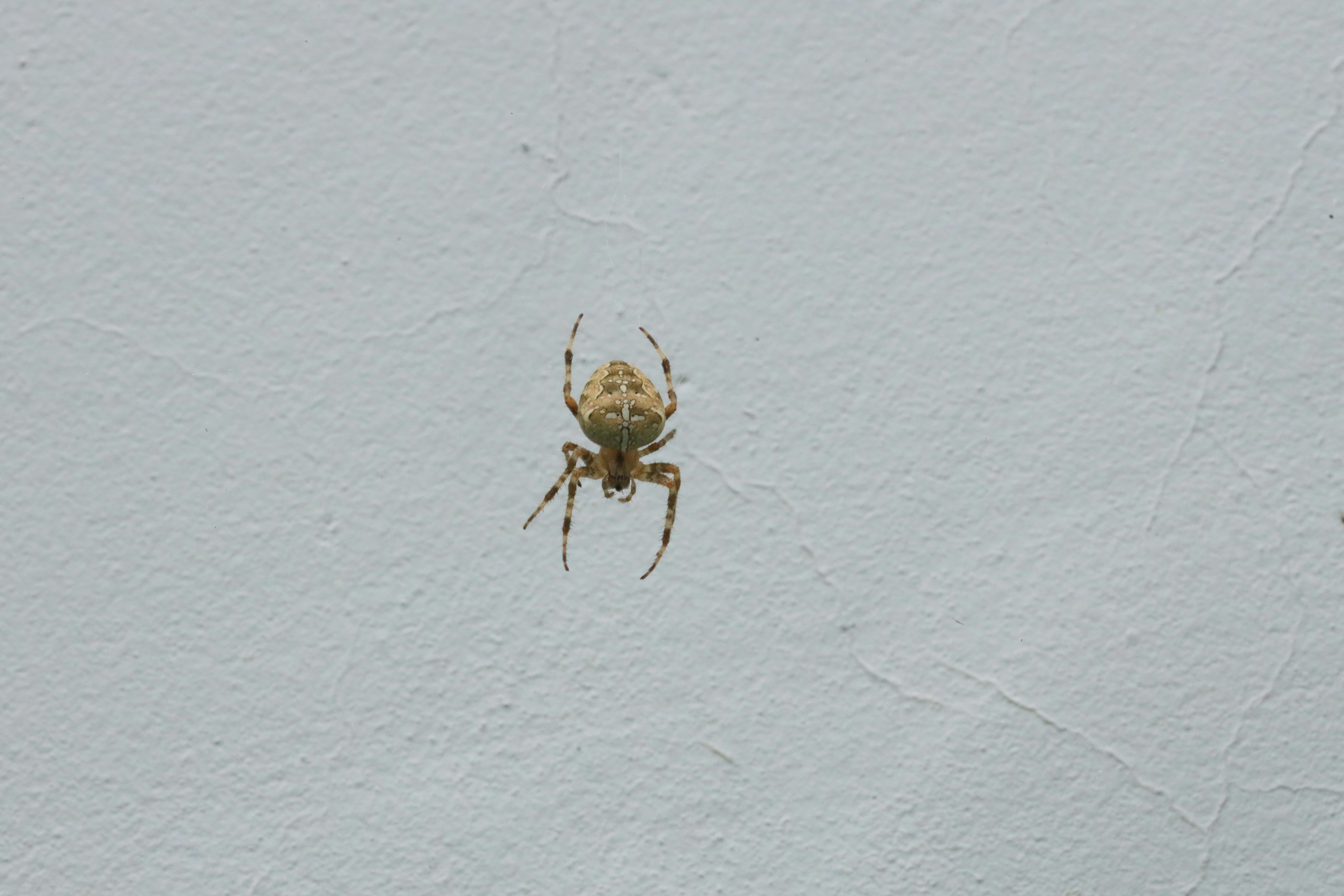 common house spider on a wall - residential spider control lufkin tx