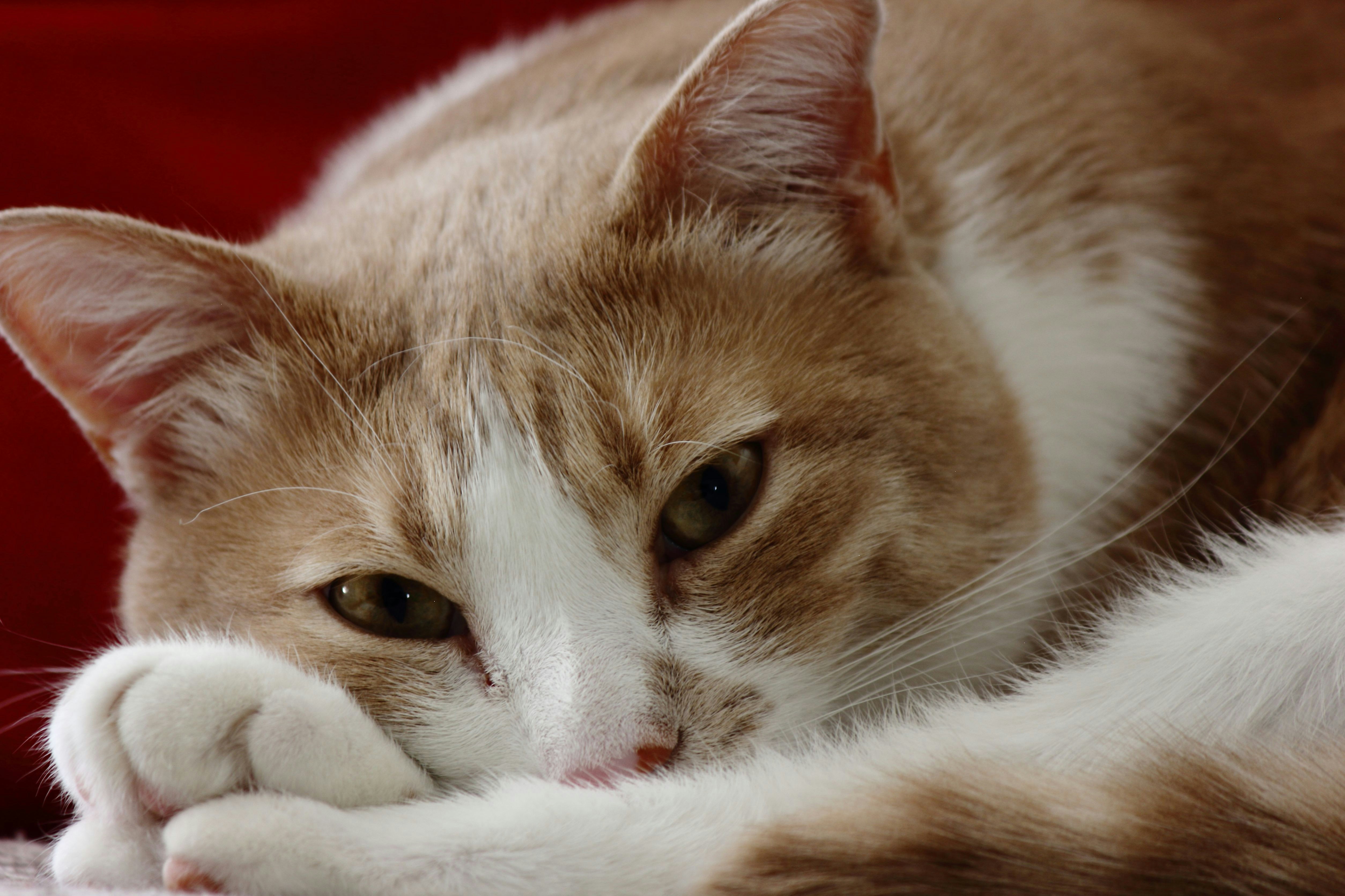 Photo by cengizozarpat