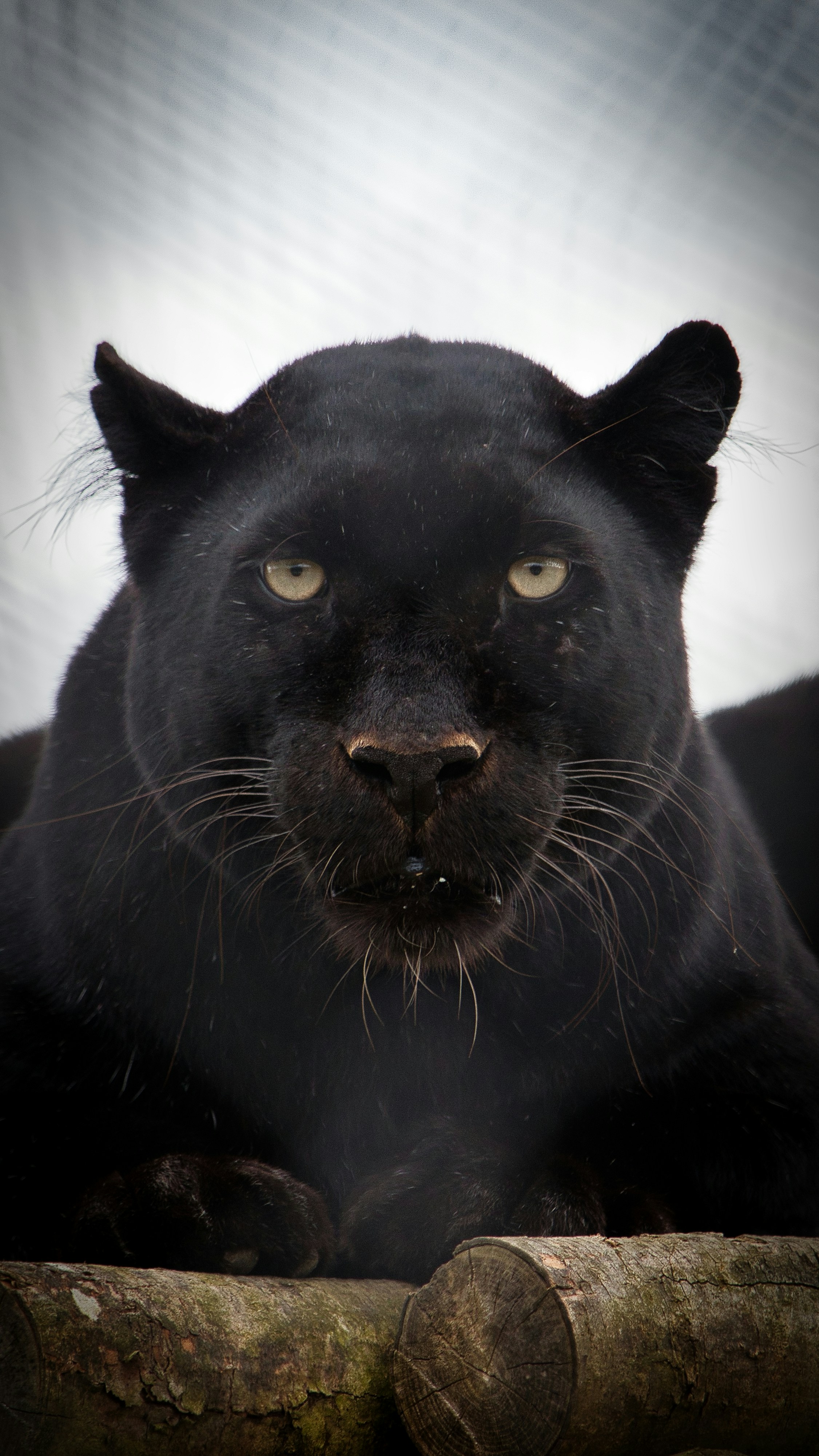 Black Panther: The Enigma in the Shadows (image credits: unsplash)