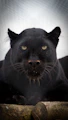 A black panther is sitting on a log