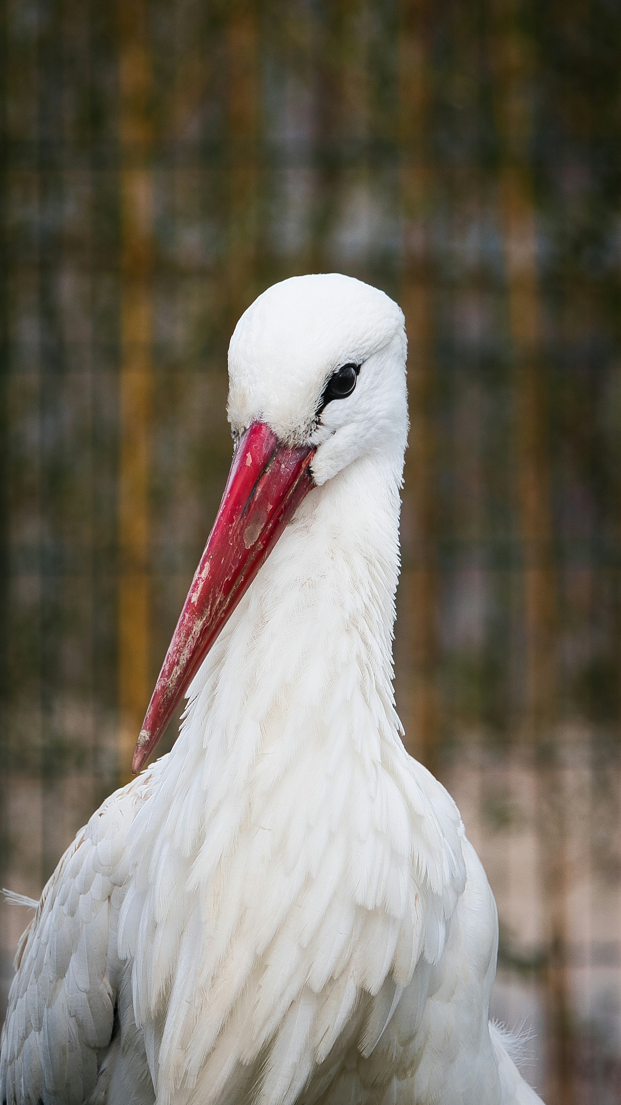 A large white bird with a red beak