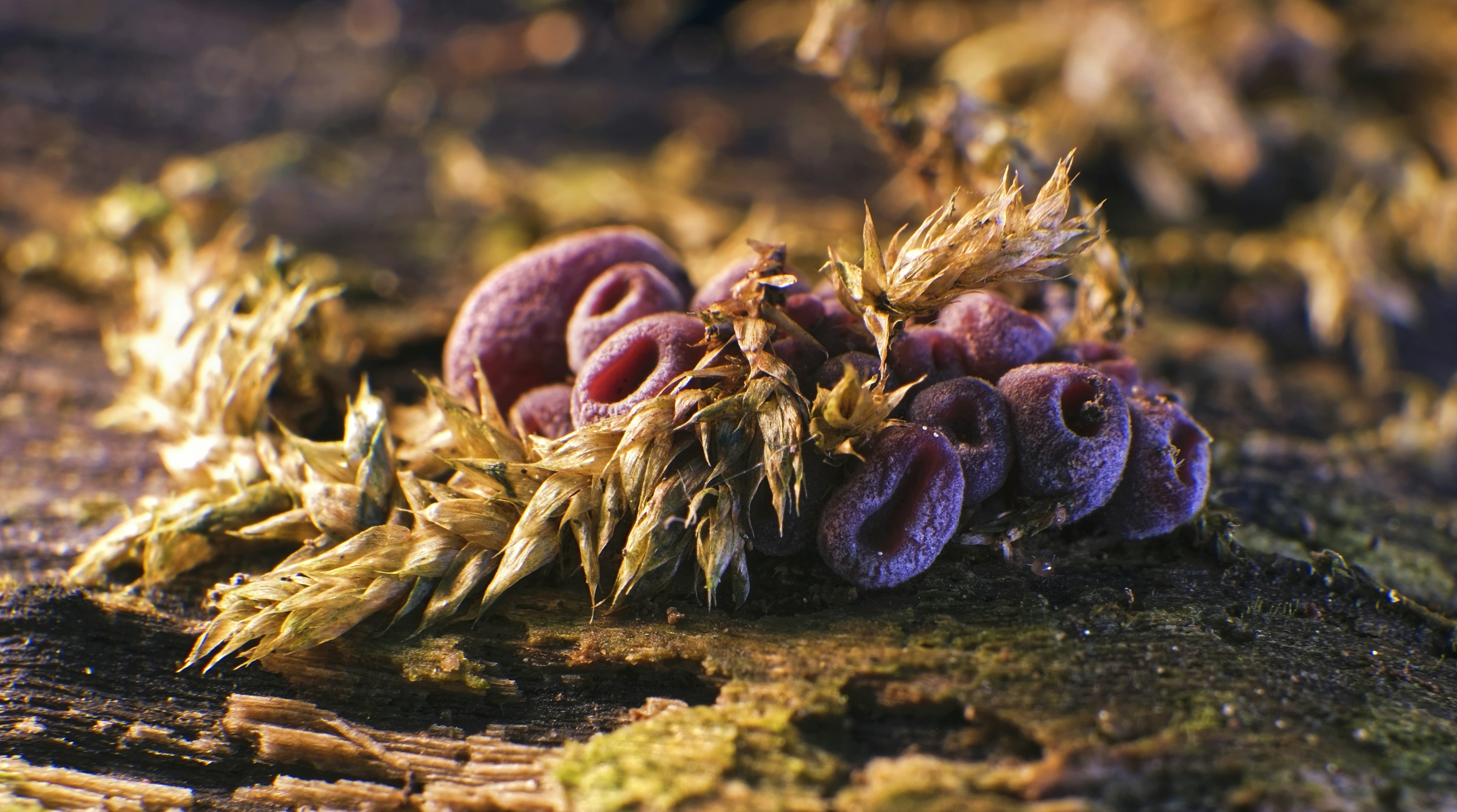 A bunch of pink flowers sitting on top of a moss covered ground