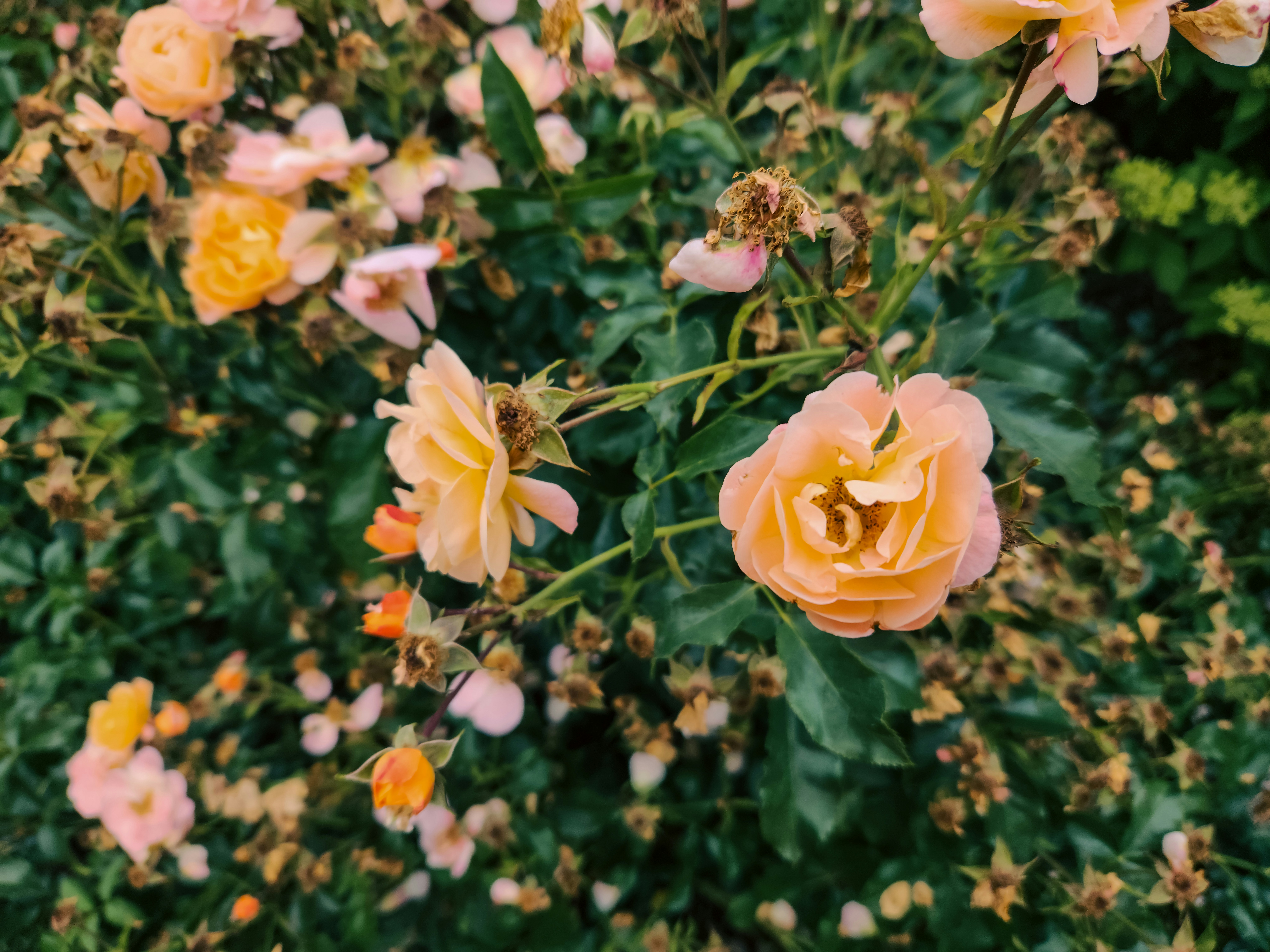 Photo by zoshuacolah