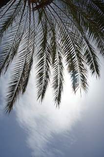 A palm tree with the sun in the background
