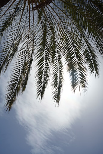 A palm tree with the sun in the background