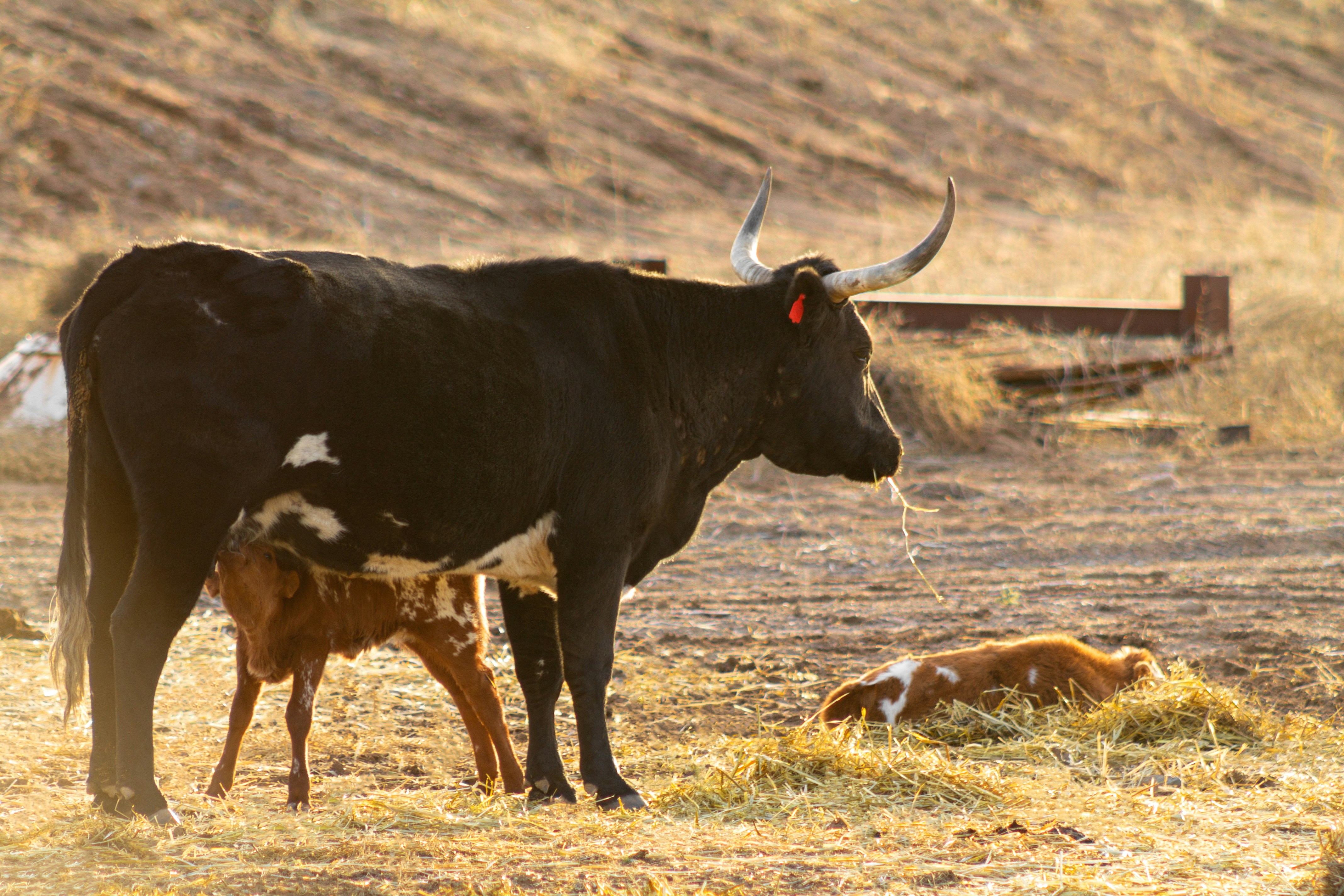 Ein paar Kühe stehen auf einer trockenen Wiese