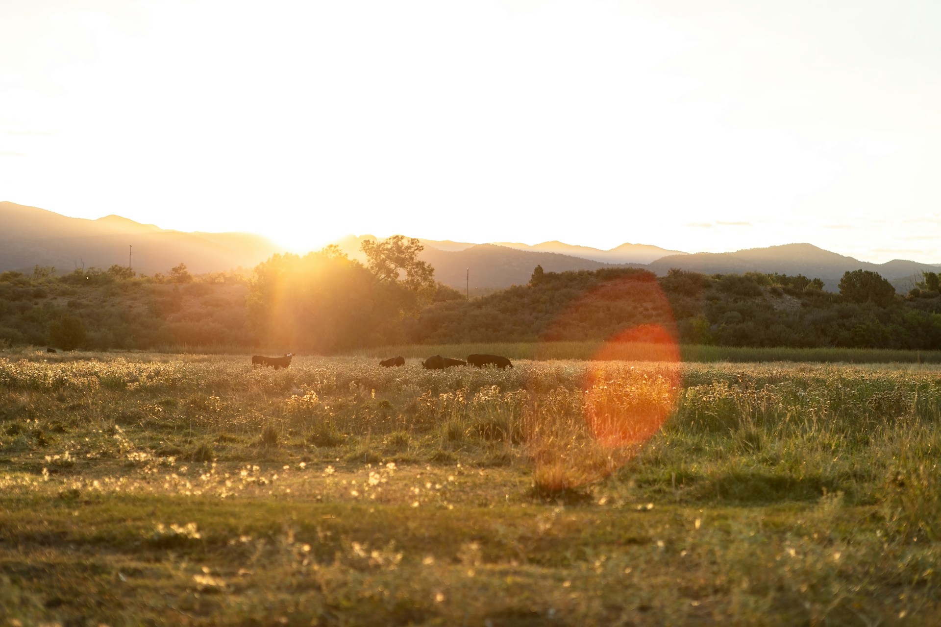The sun is setting over a field of grass