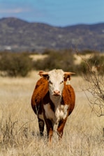 A brown and white cow standing on top of a dry grass field