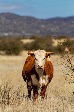 A brown and white cow standing on top of a dry grass field