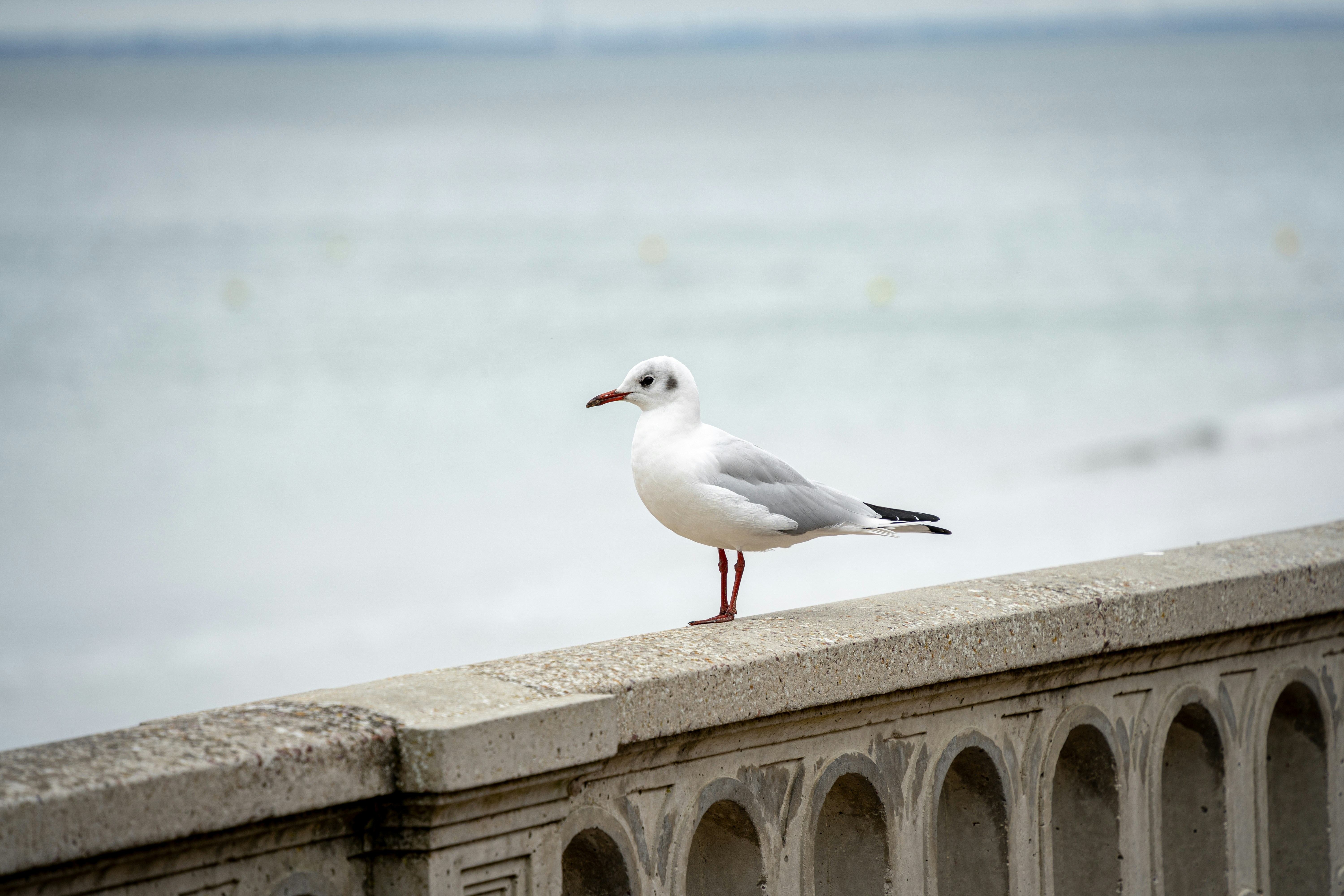 A seagull sitting on a ledge overlooking the ocean