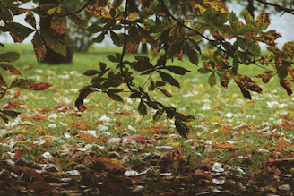 A field with lots of leaves and grass