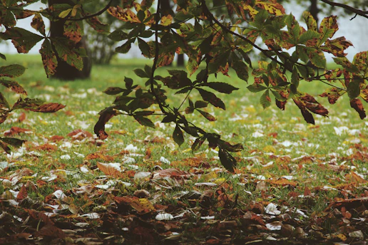A field with lots of leaves and grass