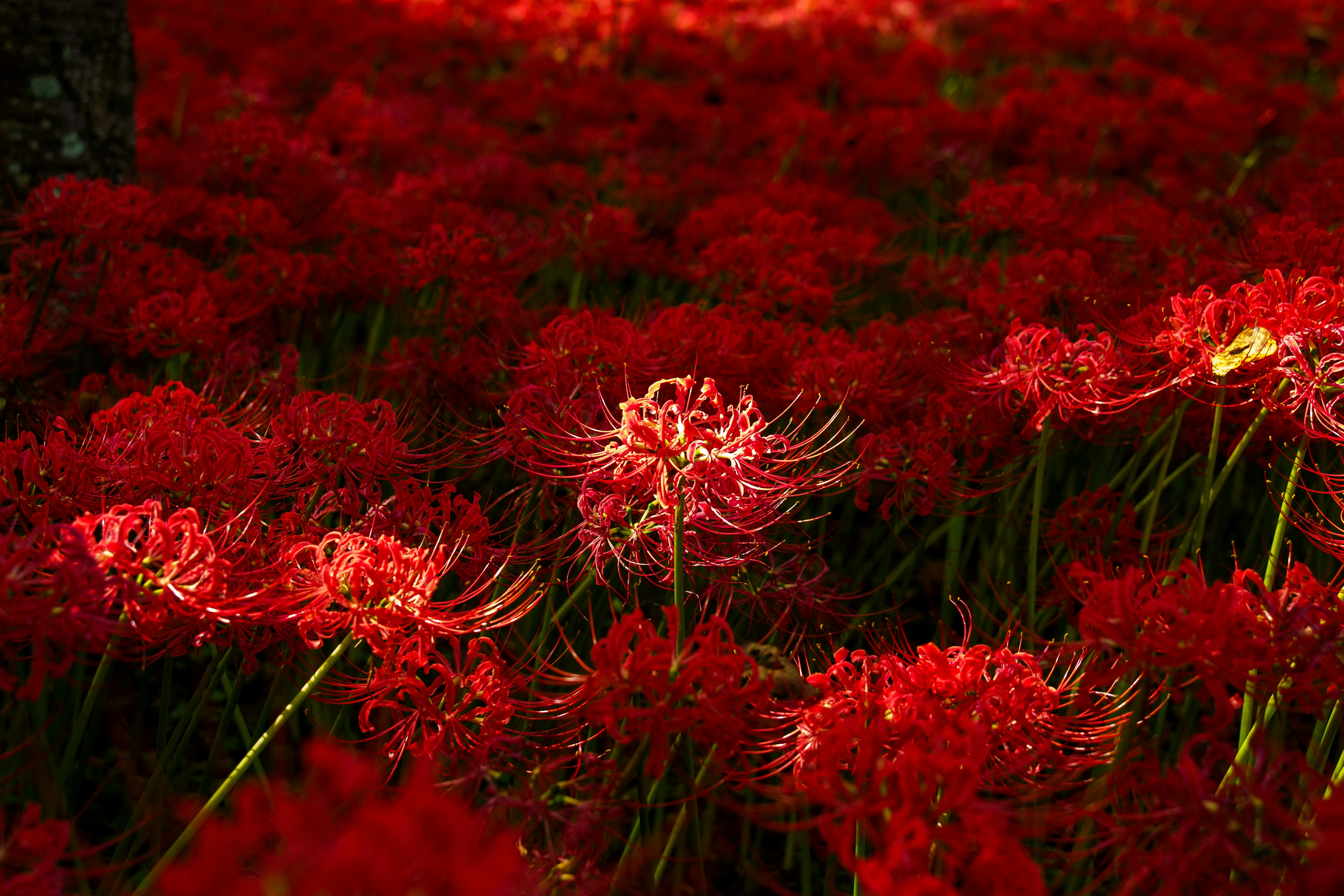 Photo by kent_shimazaki