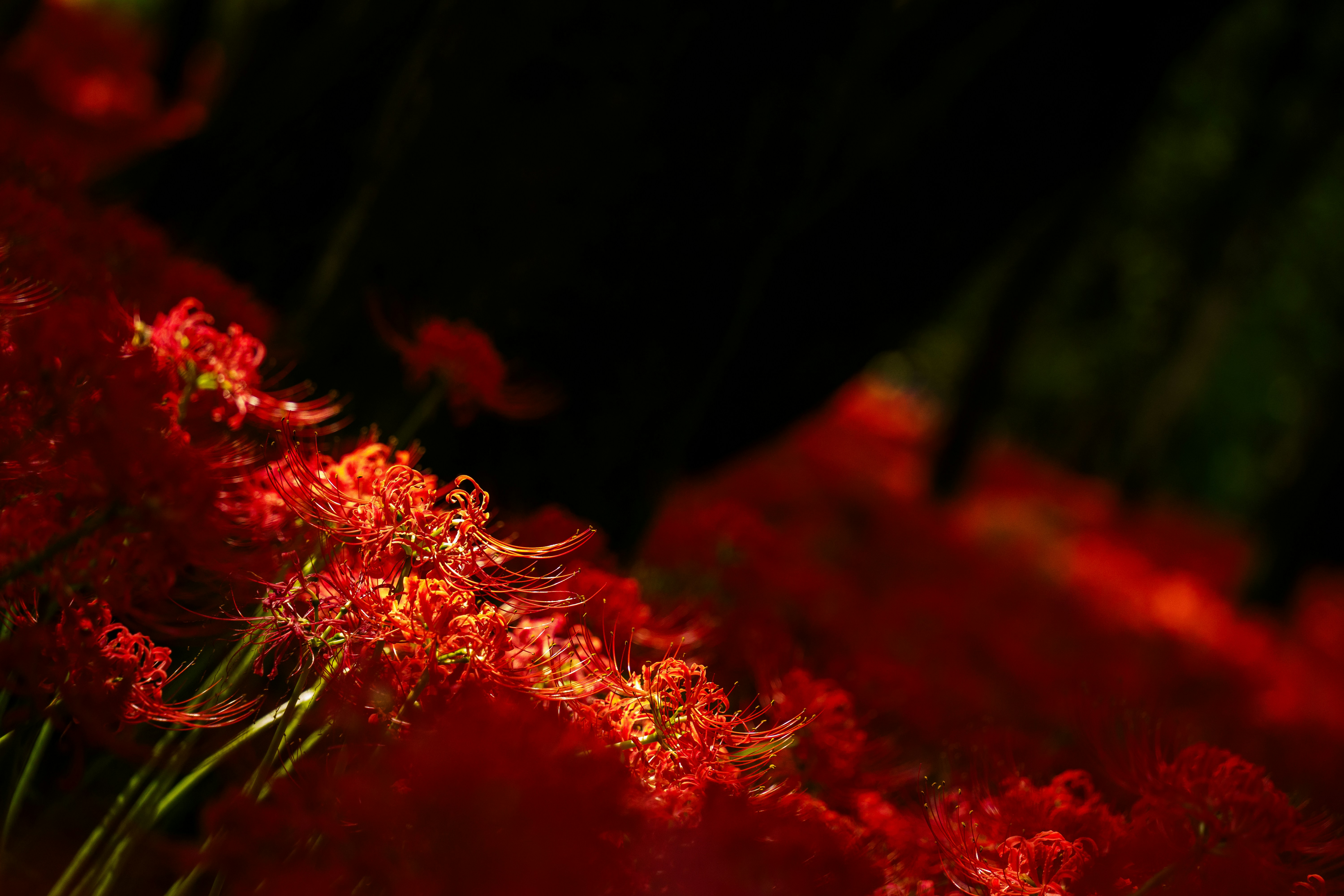 Photo by kent_shimazaki